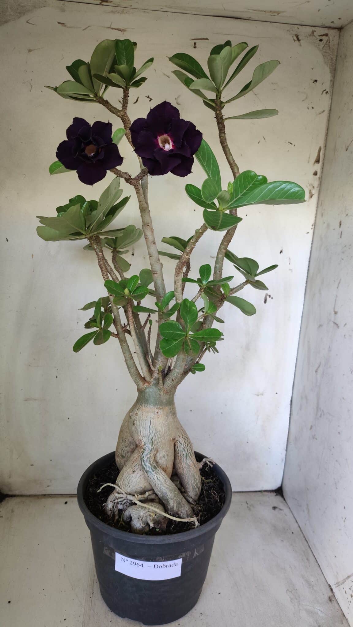 Planta Dobrada 2964 – 60cm – 06 anos