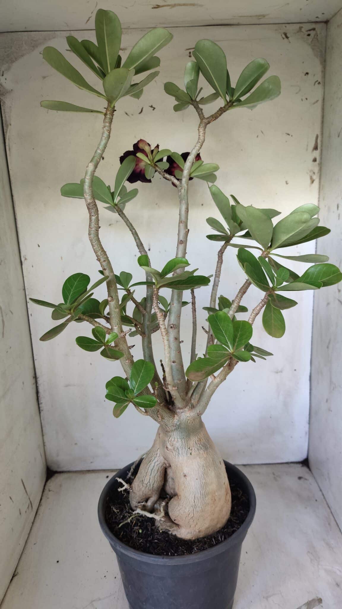 Planta Dobrada 2964 – 60cm – 06 anos
