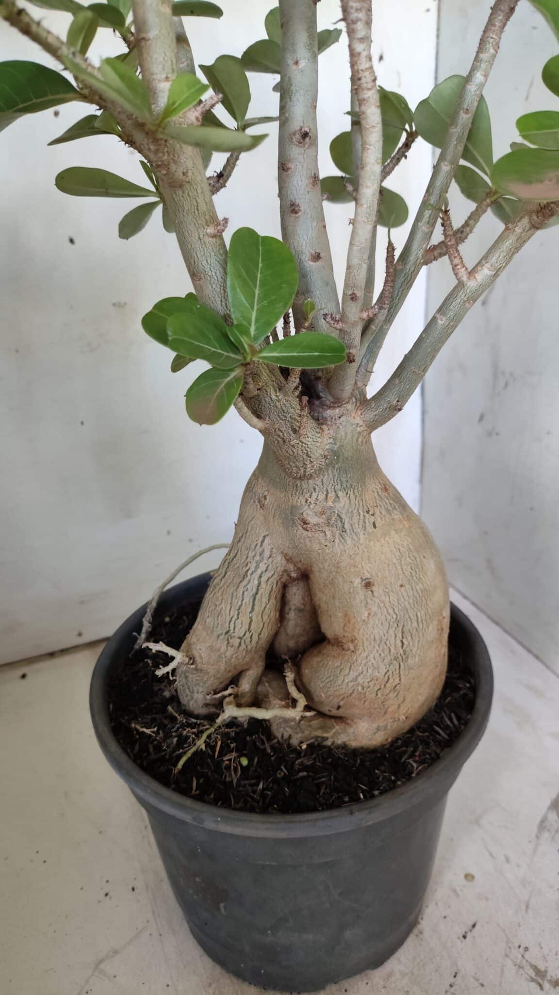 Planta Dobrada 2964 – 60cm – 06 anos
