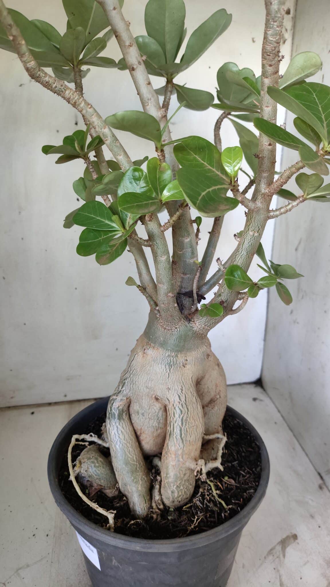 Planta Dobrada 2964 – 60cm – 06 anos