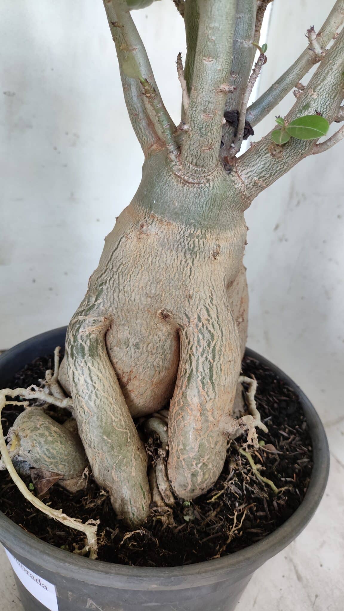 Planta Dobrada 2964 – 60cm – 06 anos