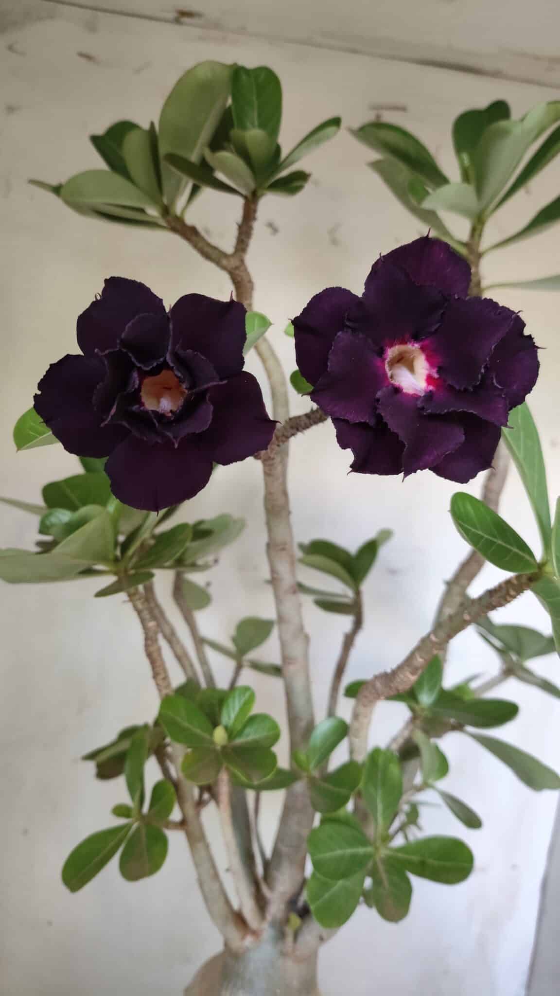 Planta Dobrada 2964 – 60cm – 06 anos
