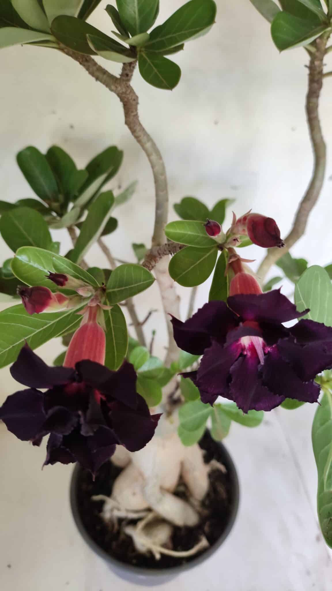 Planta Dobrada 2964 – 60cm – 06 anos
