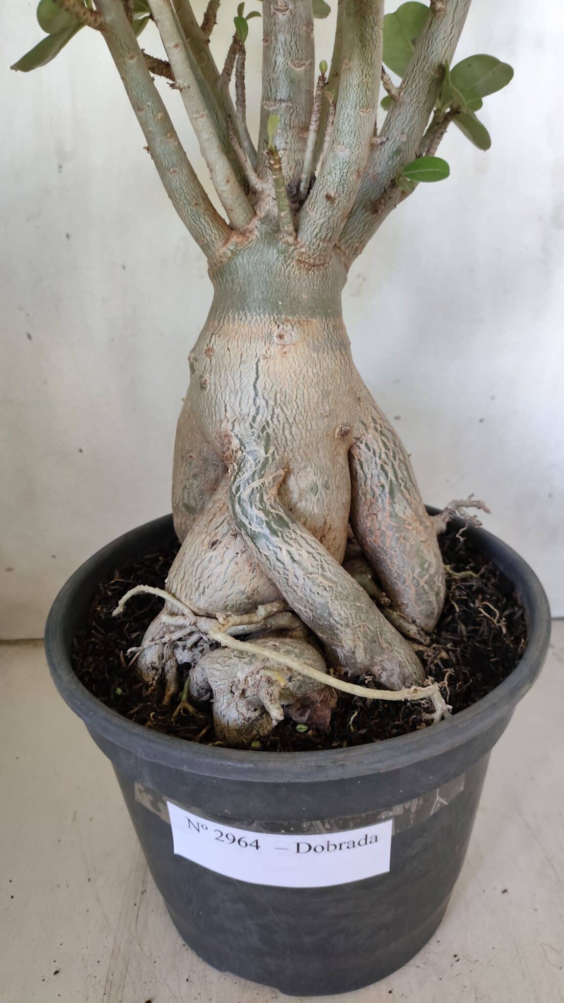 Planta Dobrada 2964 – 60cm – 06 anos