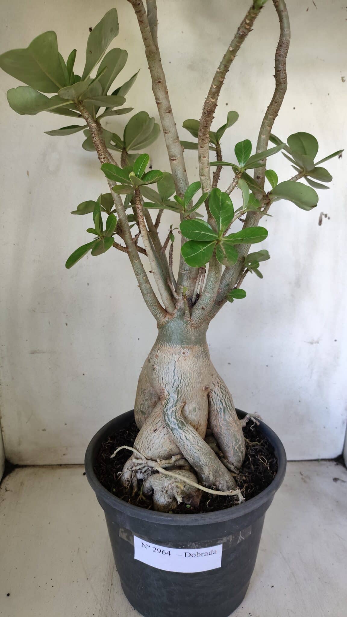 Planta Dobrada 2964 – 60cm – 06 anos