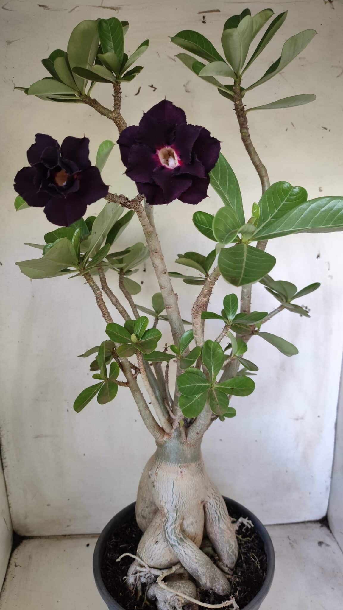 Planta Dobrada 2964 – 60cm – 06 anos