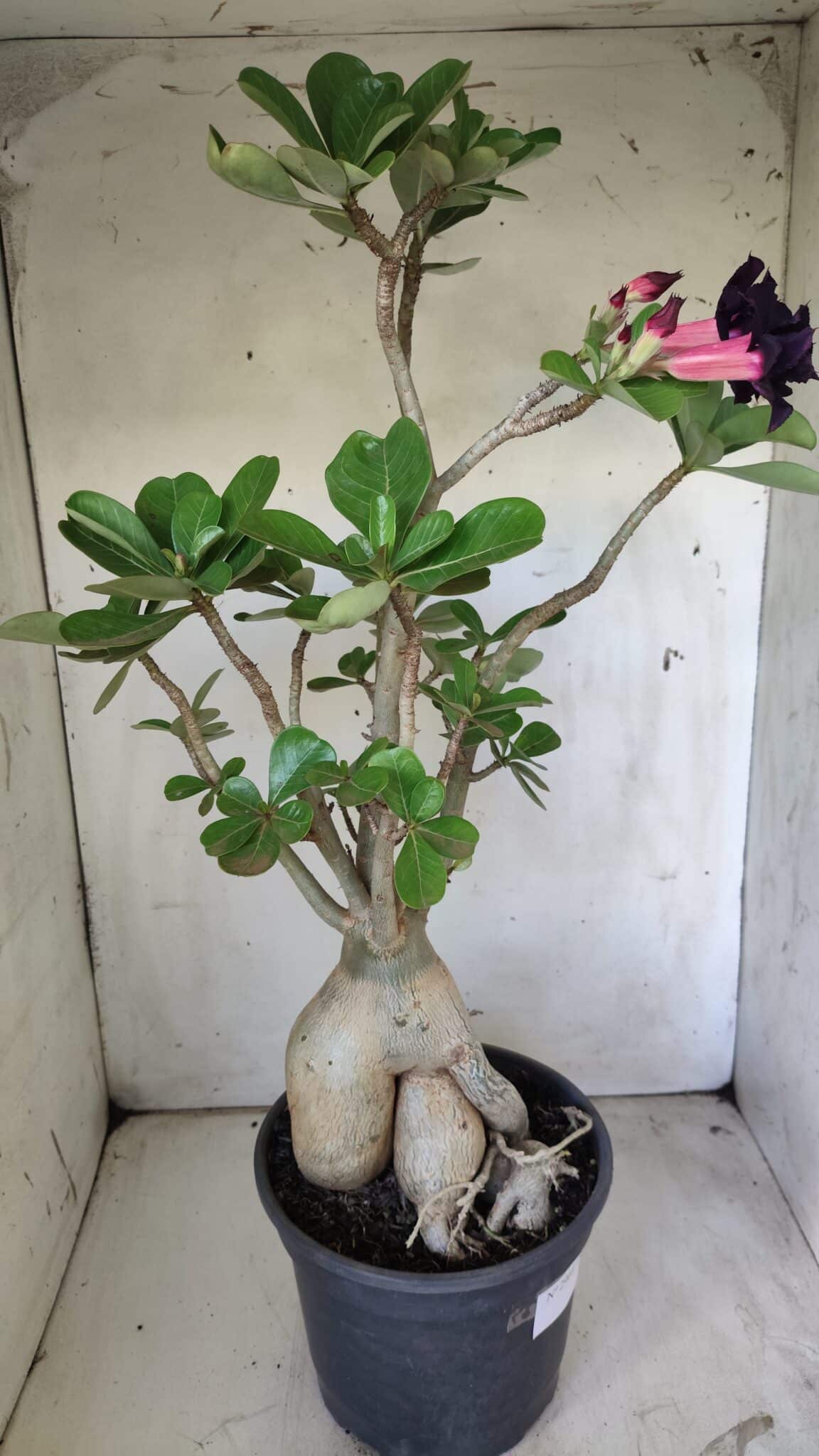 Planta Dobrada 2964 – 60cm – 06 anos