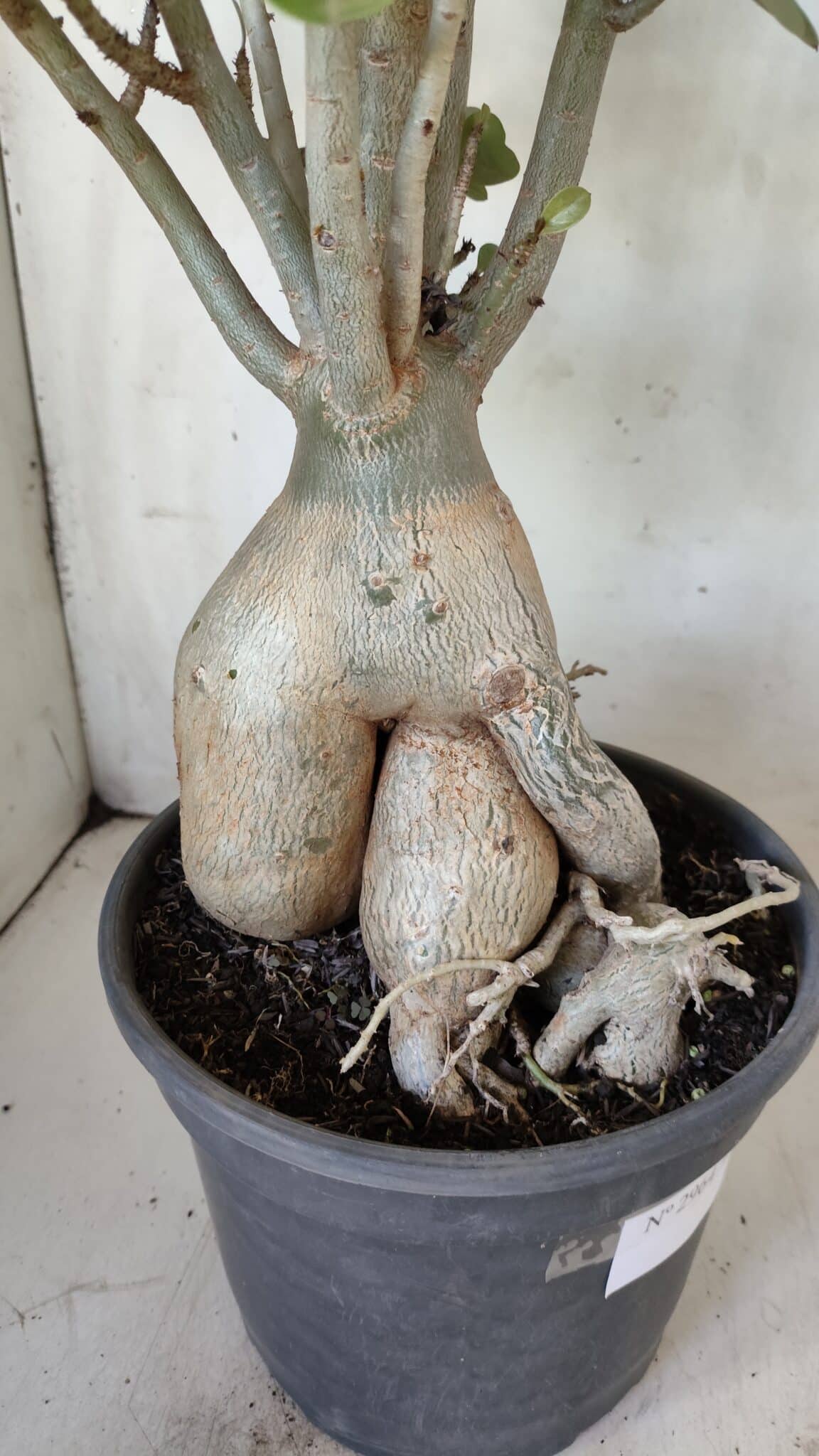 Planta Dobrada 2964 – 60cm – 06 anos