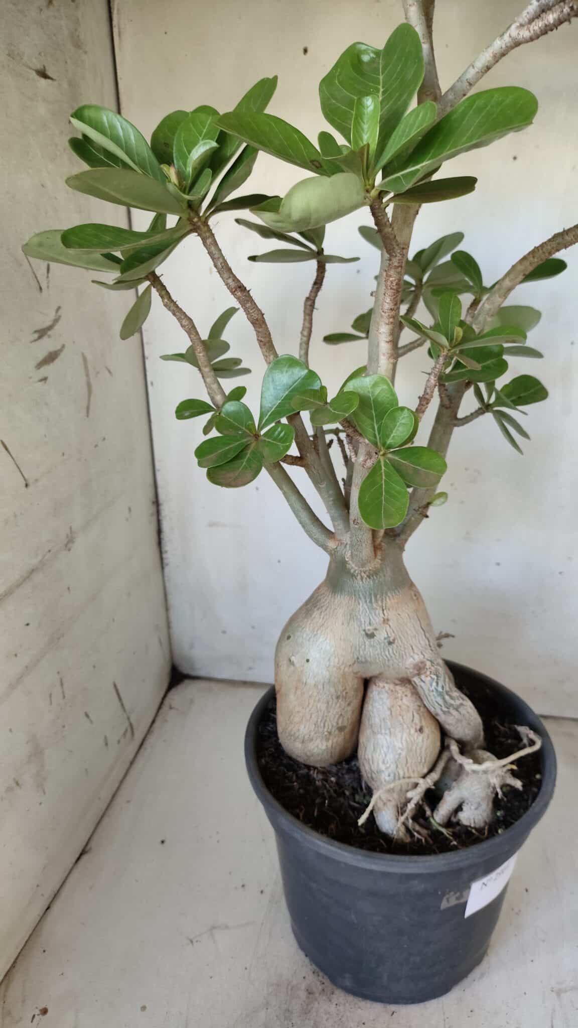 Planta Dobrada 2964 – 60cm – 06 anos