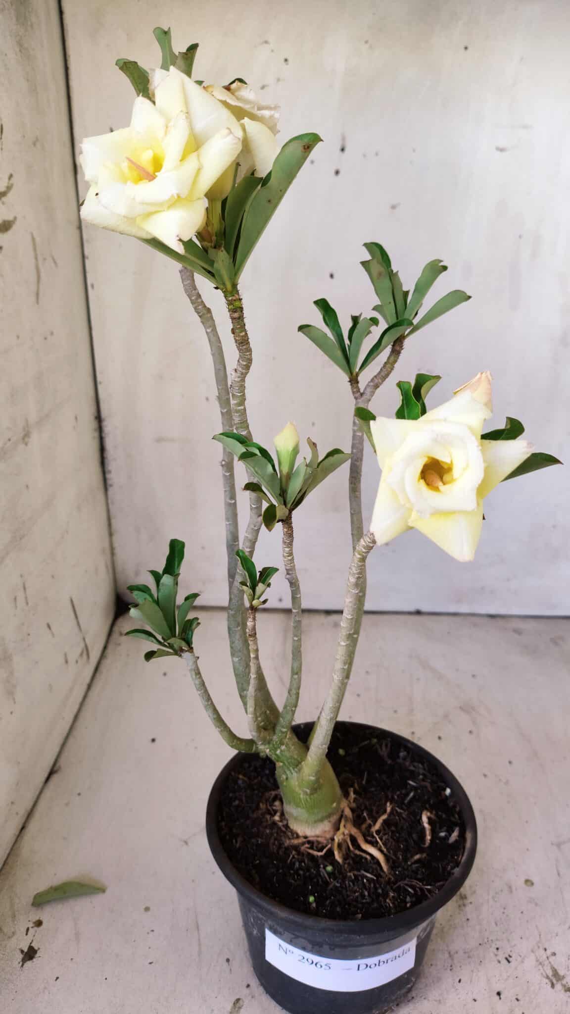 Planta Dobrada 2965 – 30cm – 02 anos