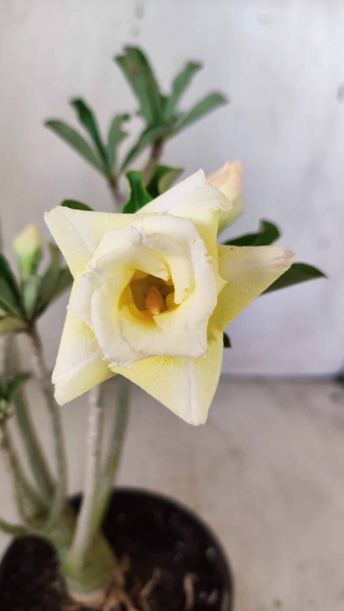 Planta Dobrada 2965 – 30cm – 02 anos
