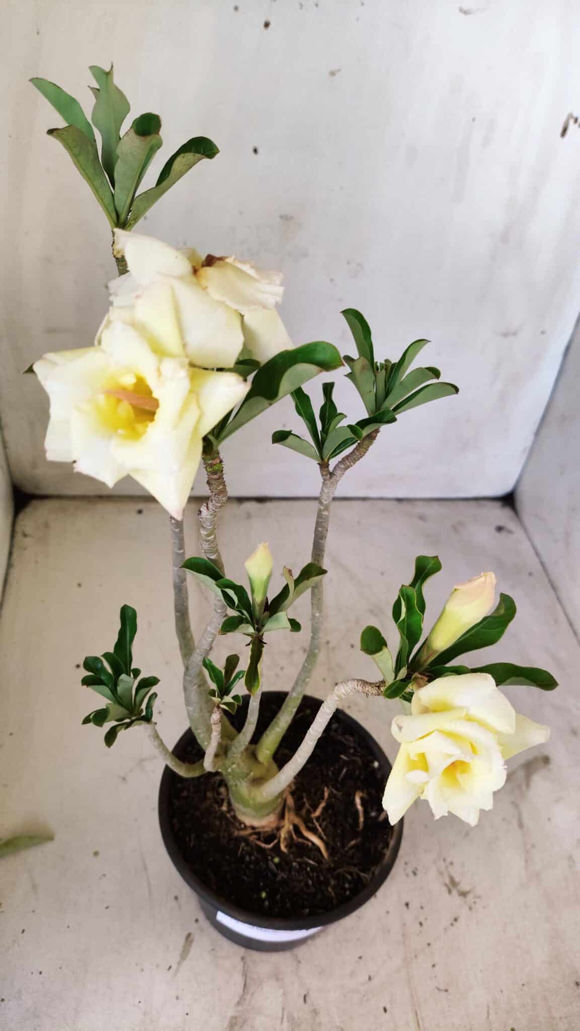 Planta Dobrada 2965 – 30cm – 02 anos
