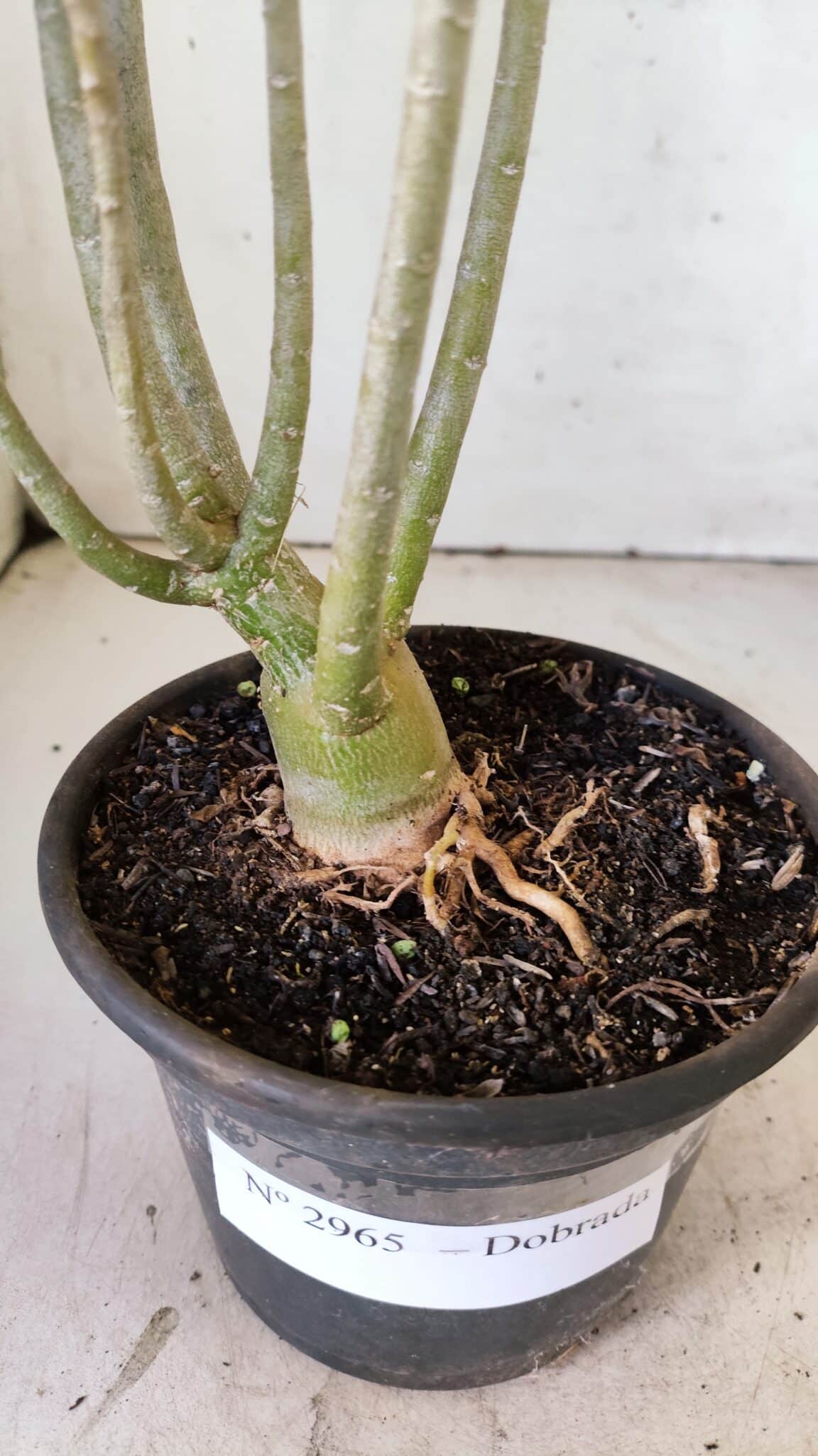 Planta Dobrada 2965 – 30cm – 02 anos