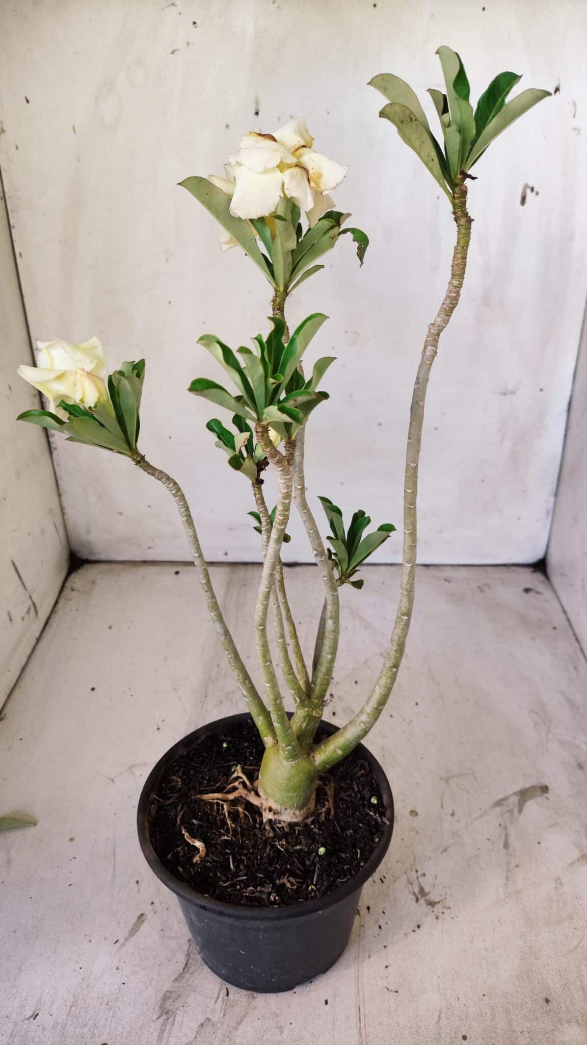 Planta Dobrada 2965 – 30cm – 02 anos
