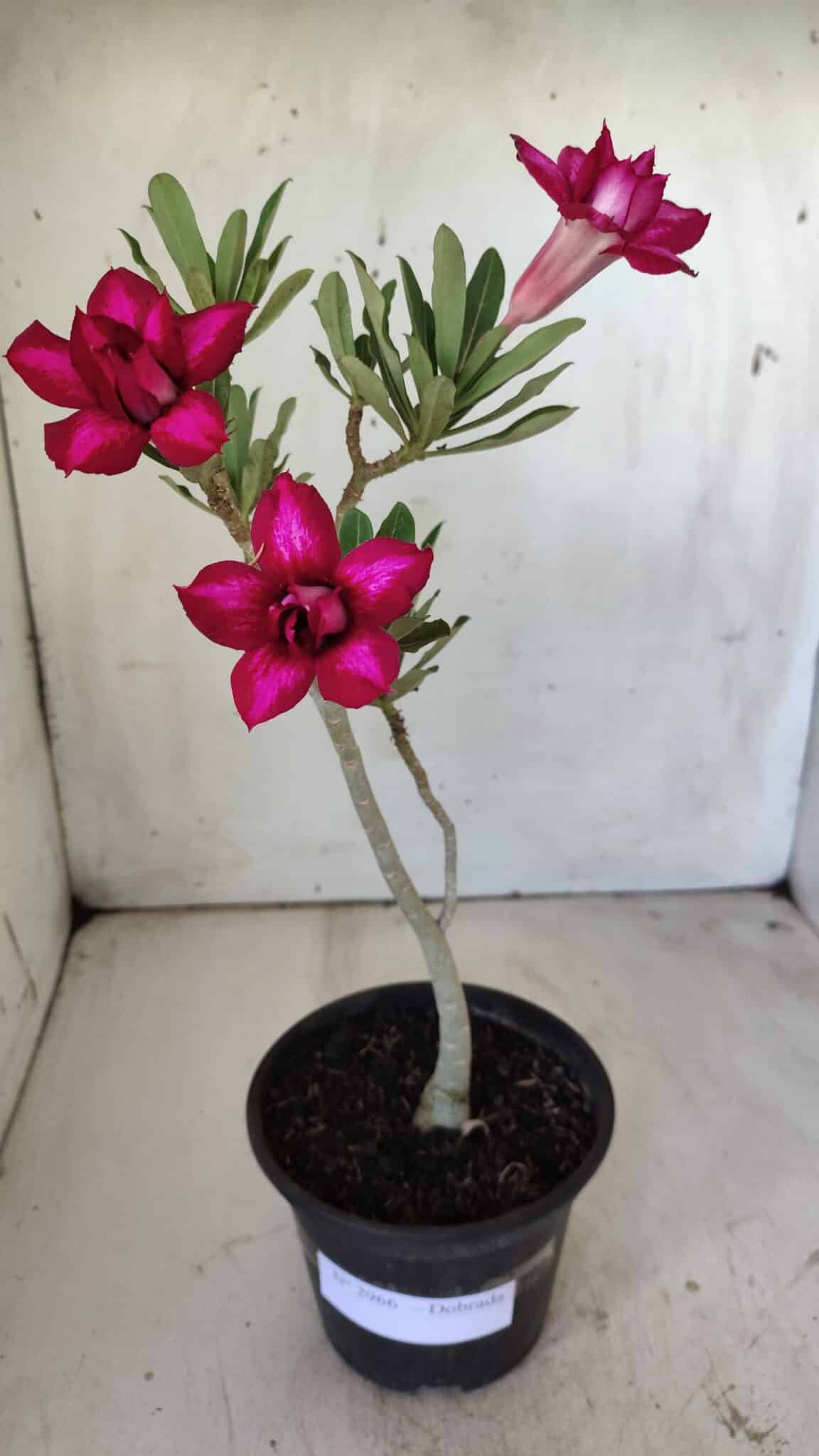 Planta Dobrada 2966 – 30cm – 02 anos