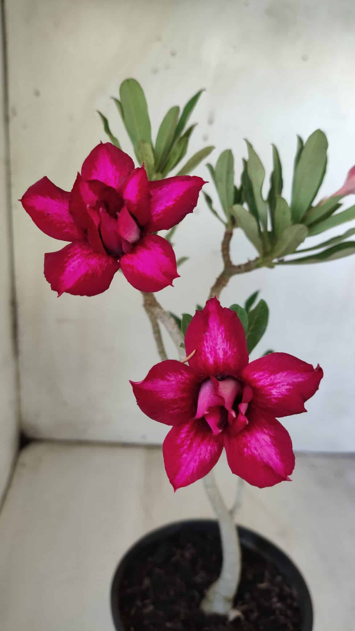 Planta Dobrada 2966 – 30cm – 02 anos