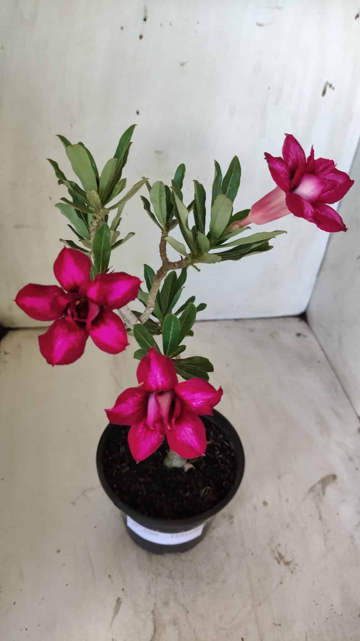 Planta Dobrada 2966 – 30cm – 02 anos