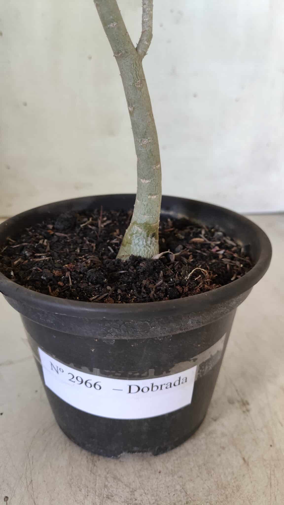 Planta Dobrada 2966 – 30cm – 02 anos