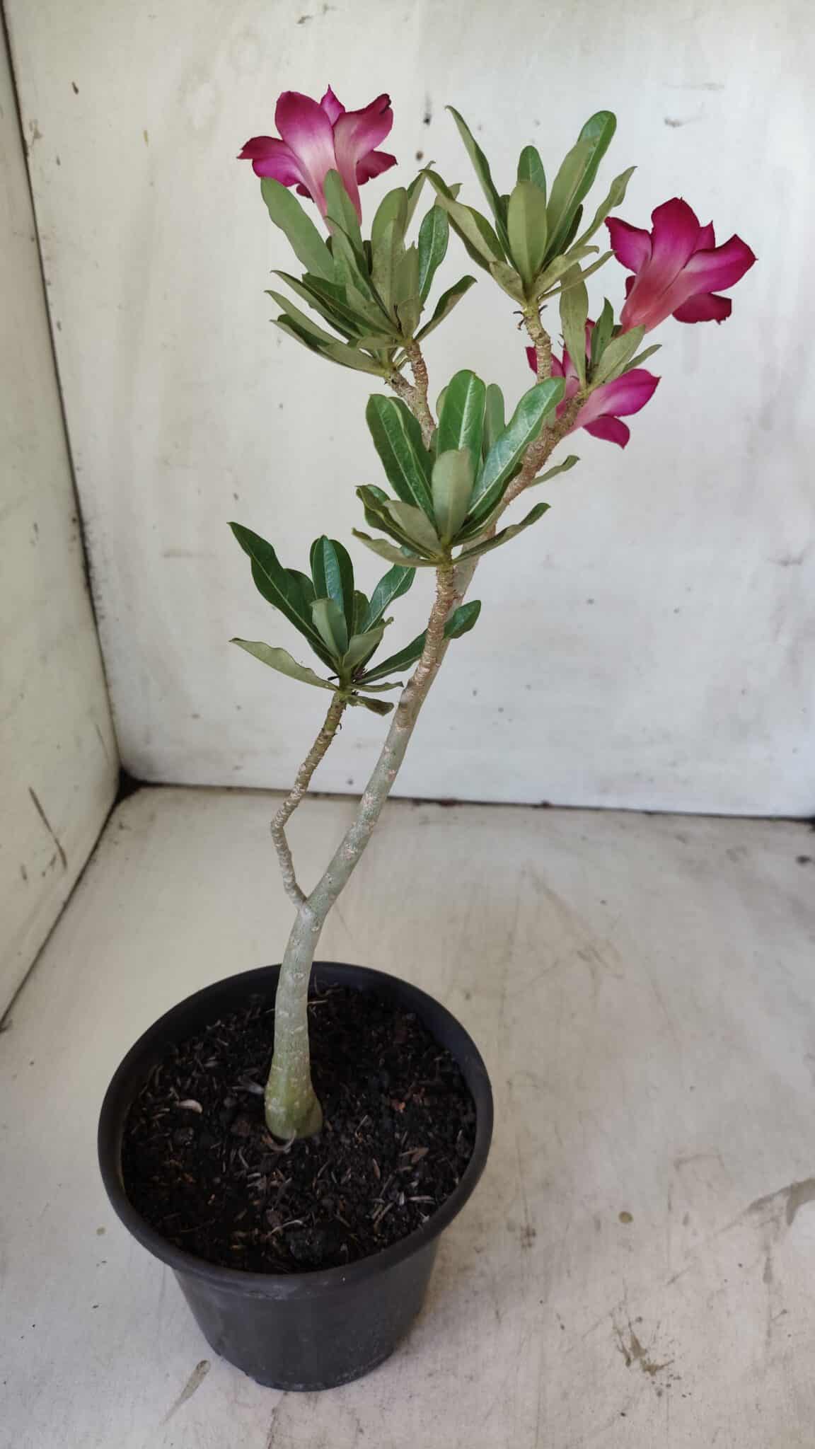 Planta Dobrada 2966 – 30cm – 02 anos