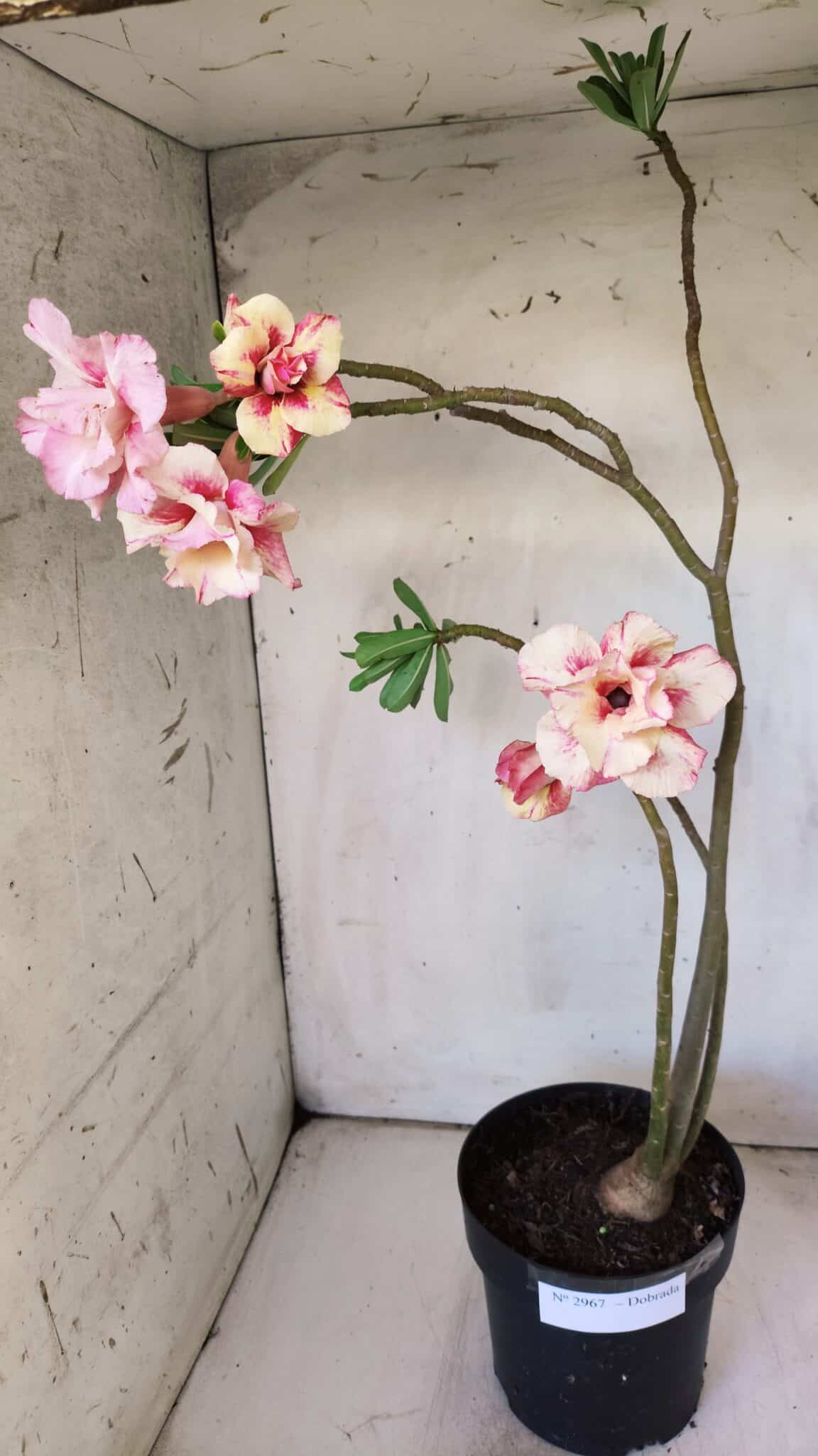 Planta Dobrada 2967 – 50cm – 04 anos
