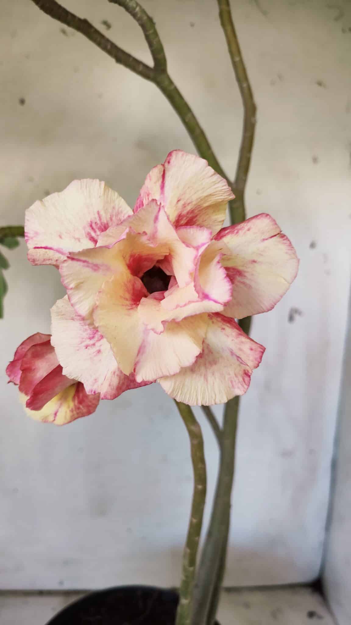 Planta Dobrada 2967 – 50cm – 04 anos