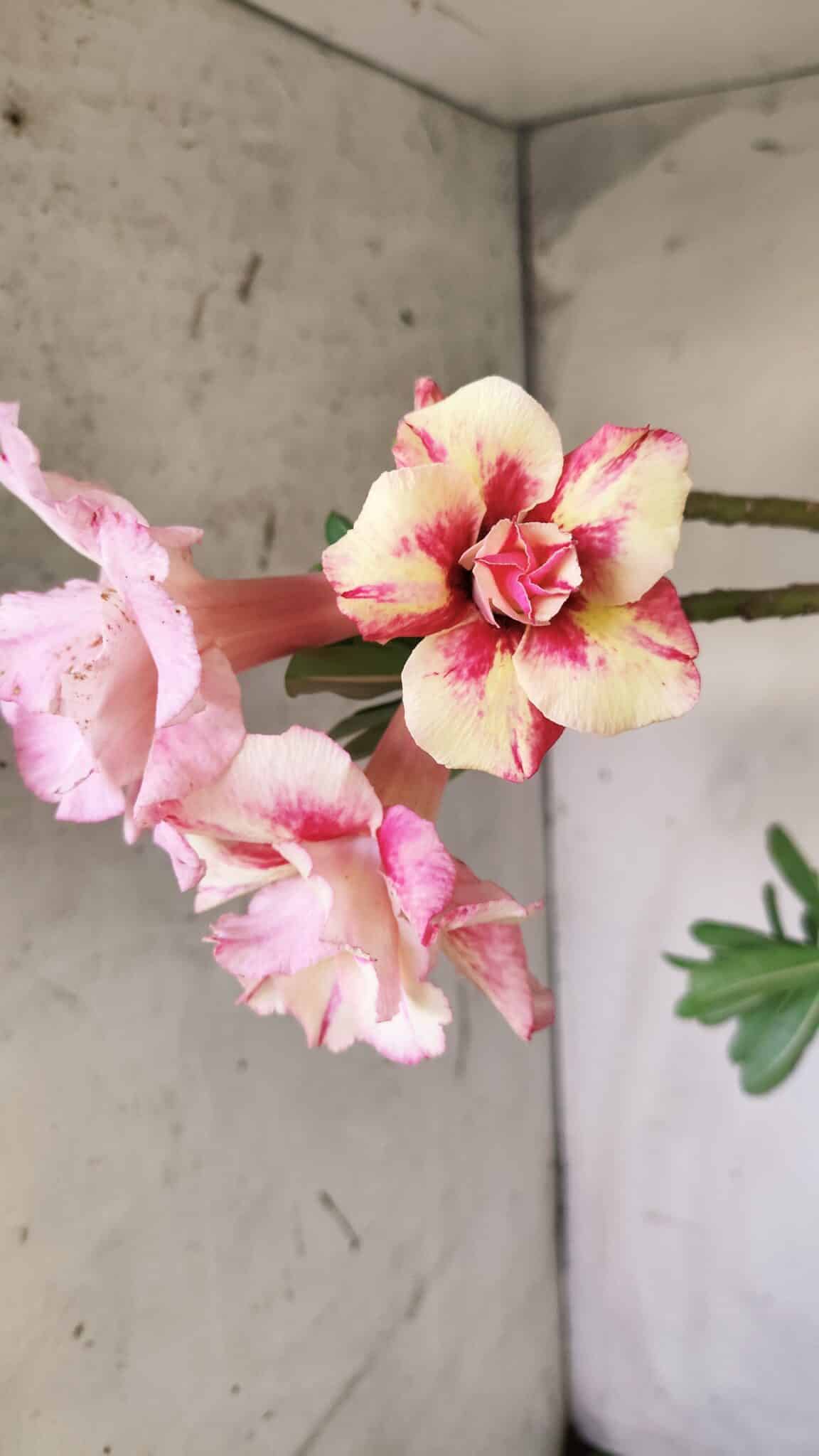 Planta Dobrada 2967 – 50cm – 04 anos