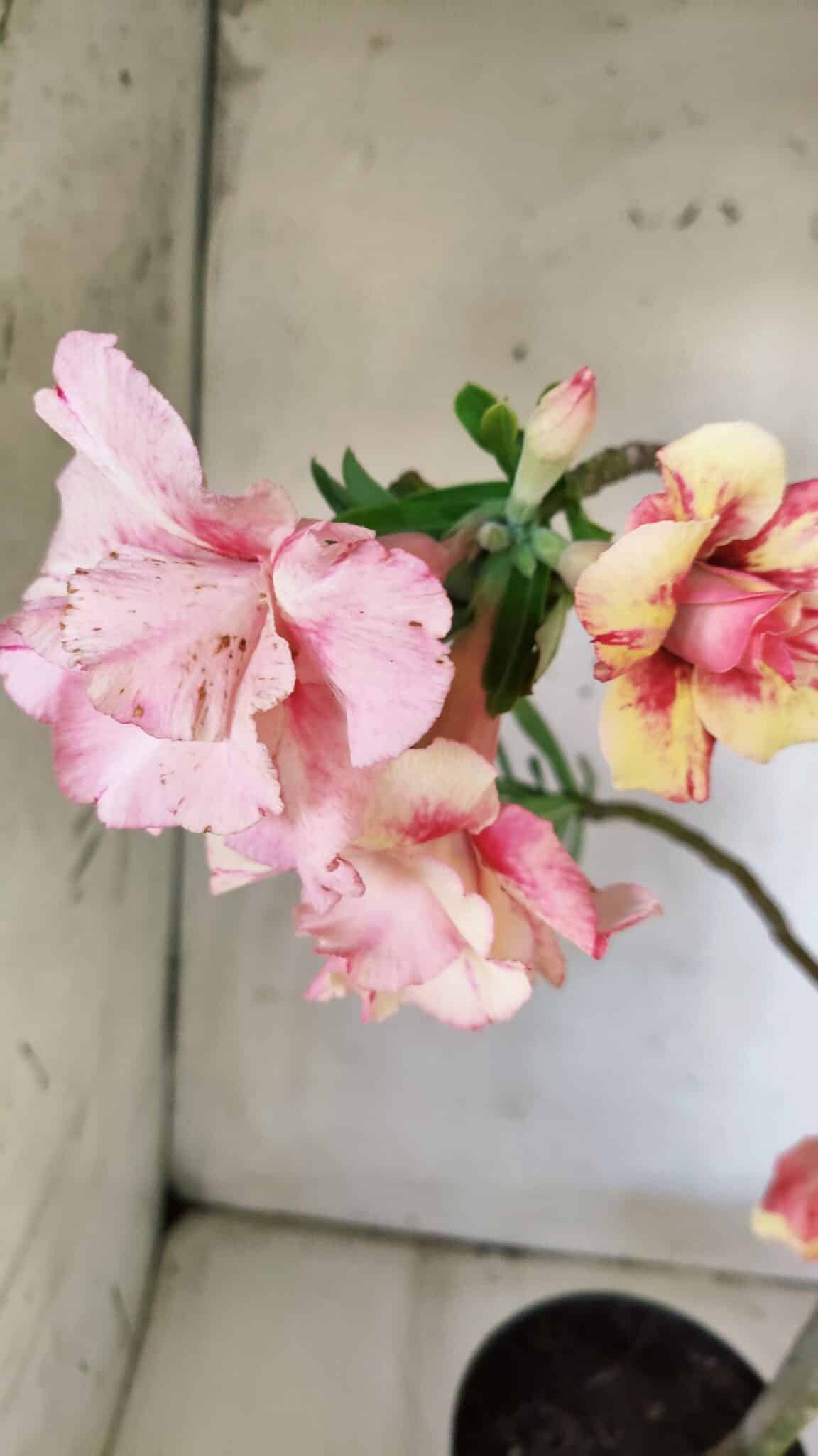 Planta Dobrada 2967 – 50cm – 04 anos