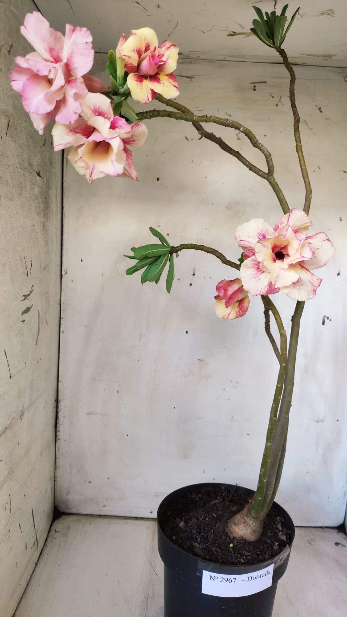 Planta Dobrada 2967 – 50cm – 04 anos