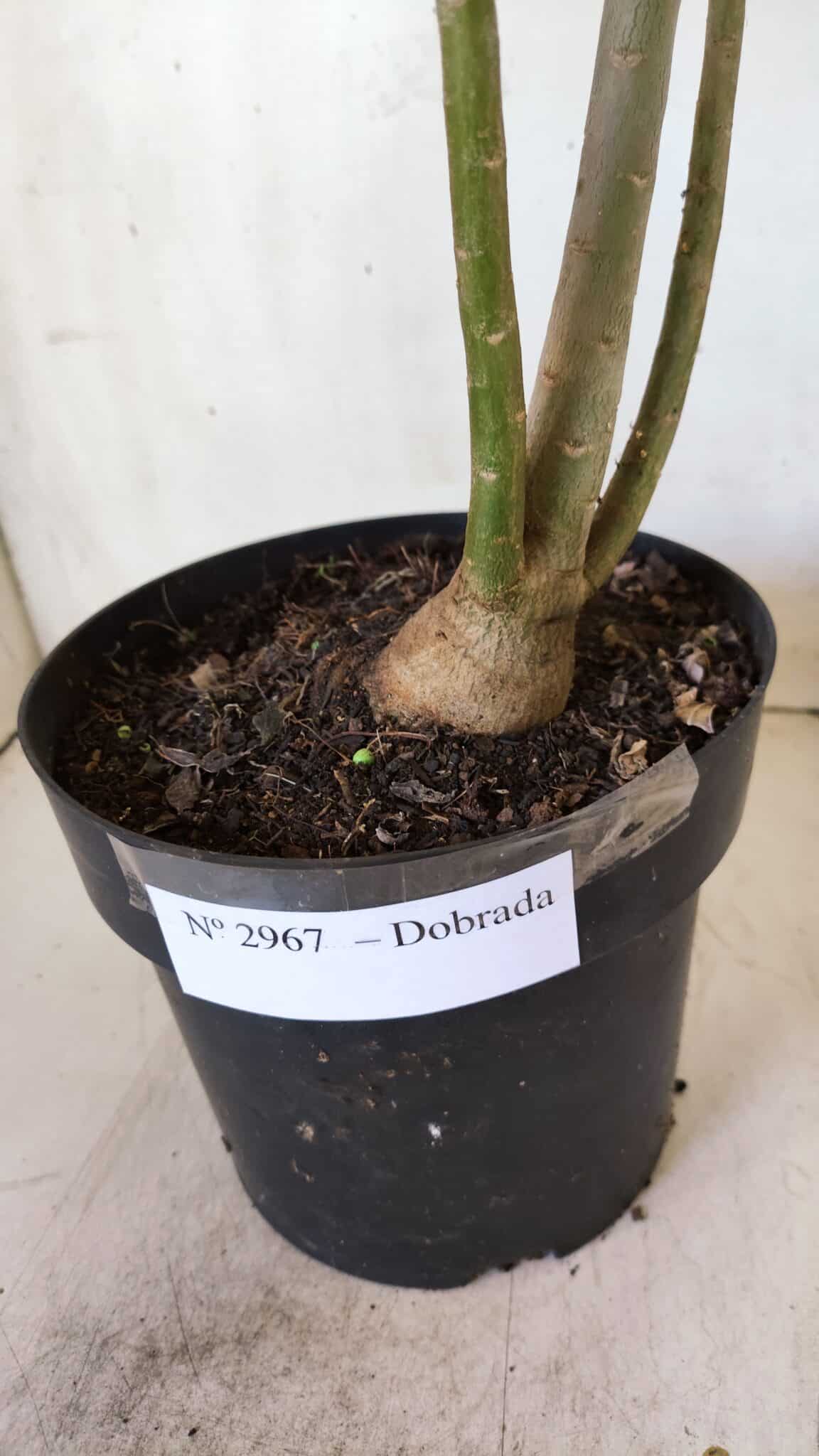 Planta Dobrada 2967 – 50cm – 04 anos
