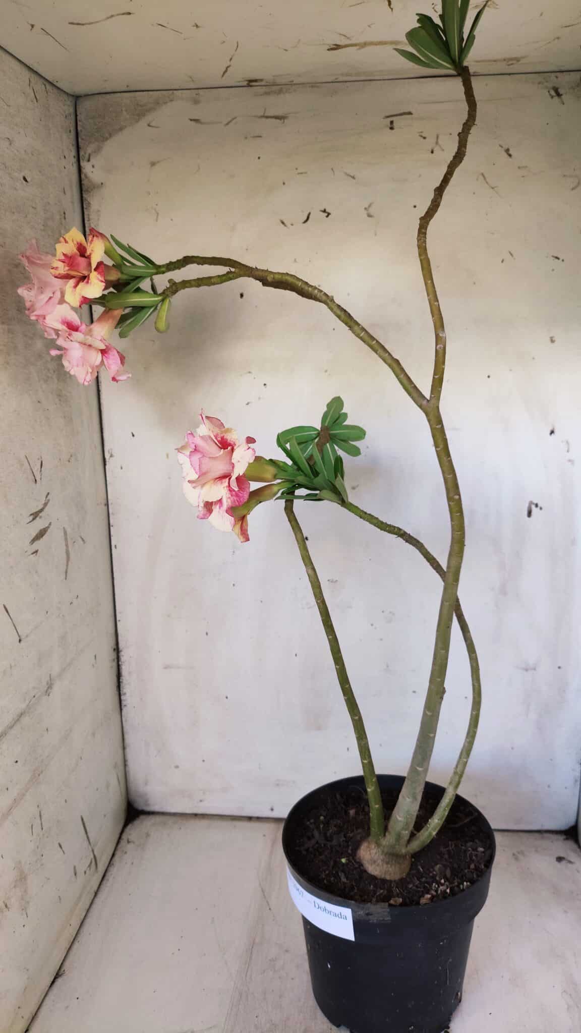 Planta Dobrada 2967 – 50cm – 04 anos