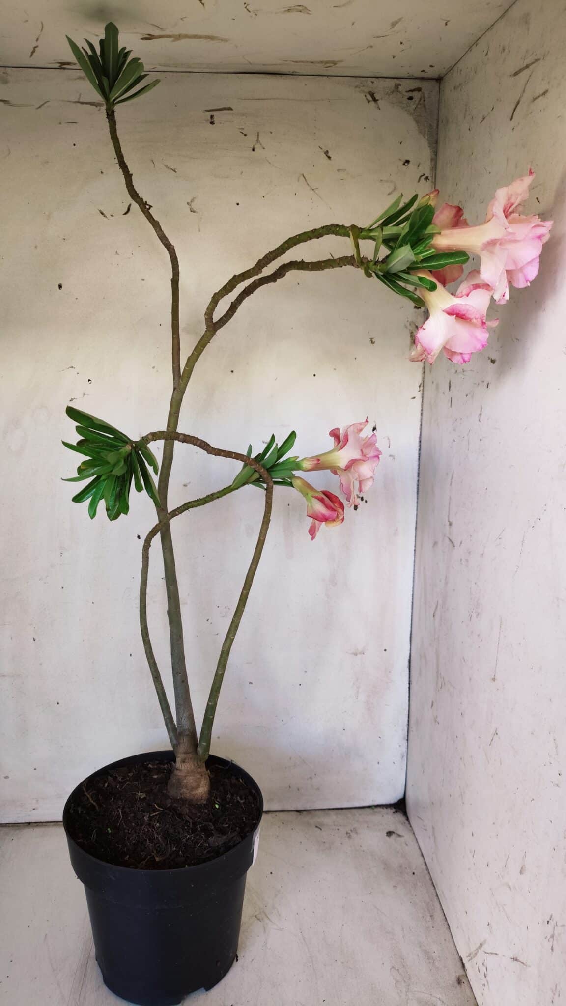 Planta Dobrada 2967 – 50cm – 04 anos