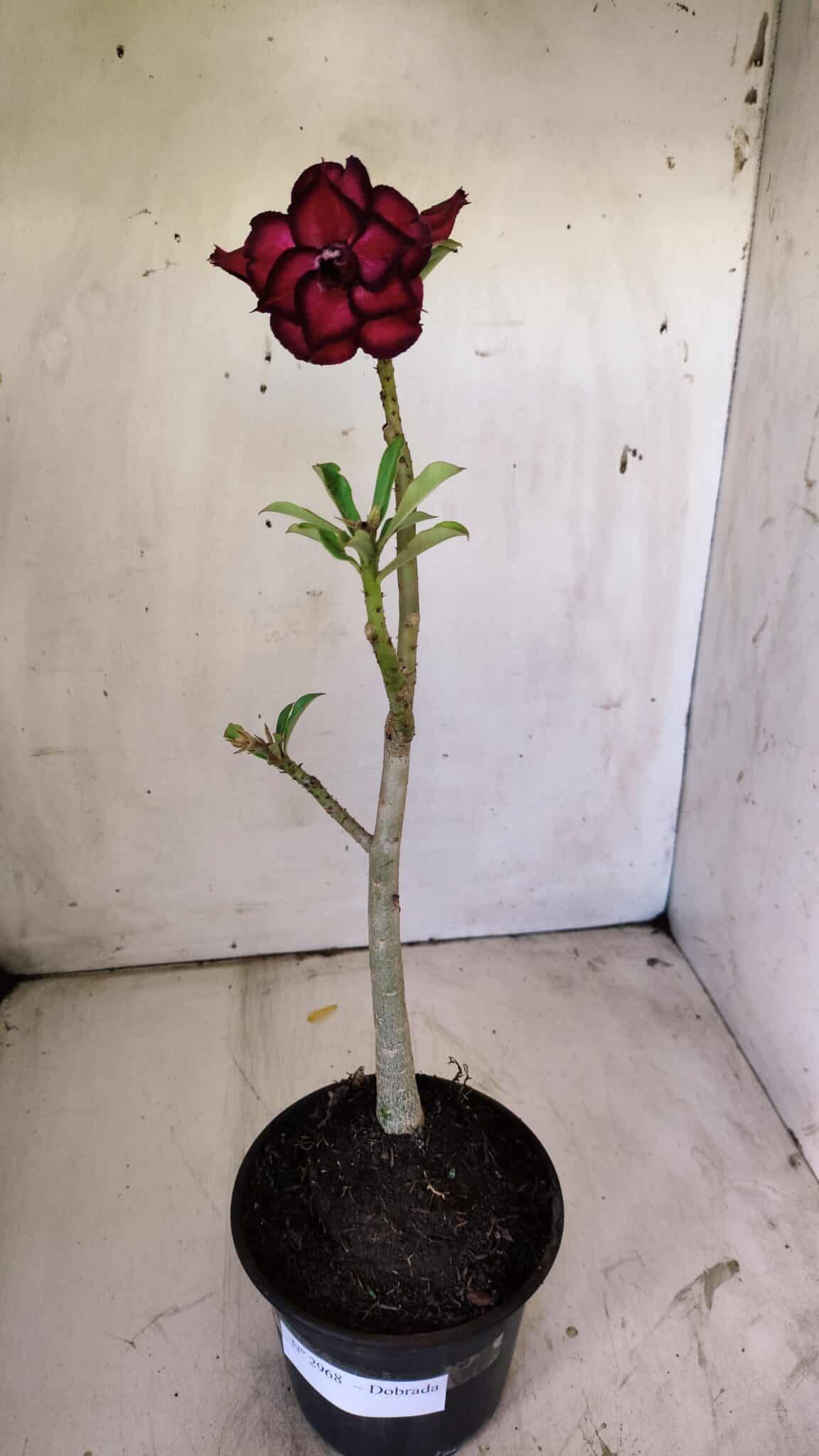 Planta Dobrada 2968 – 30cm – 02 anos