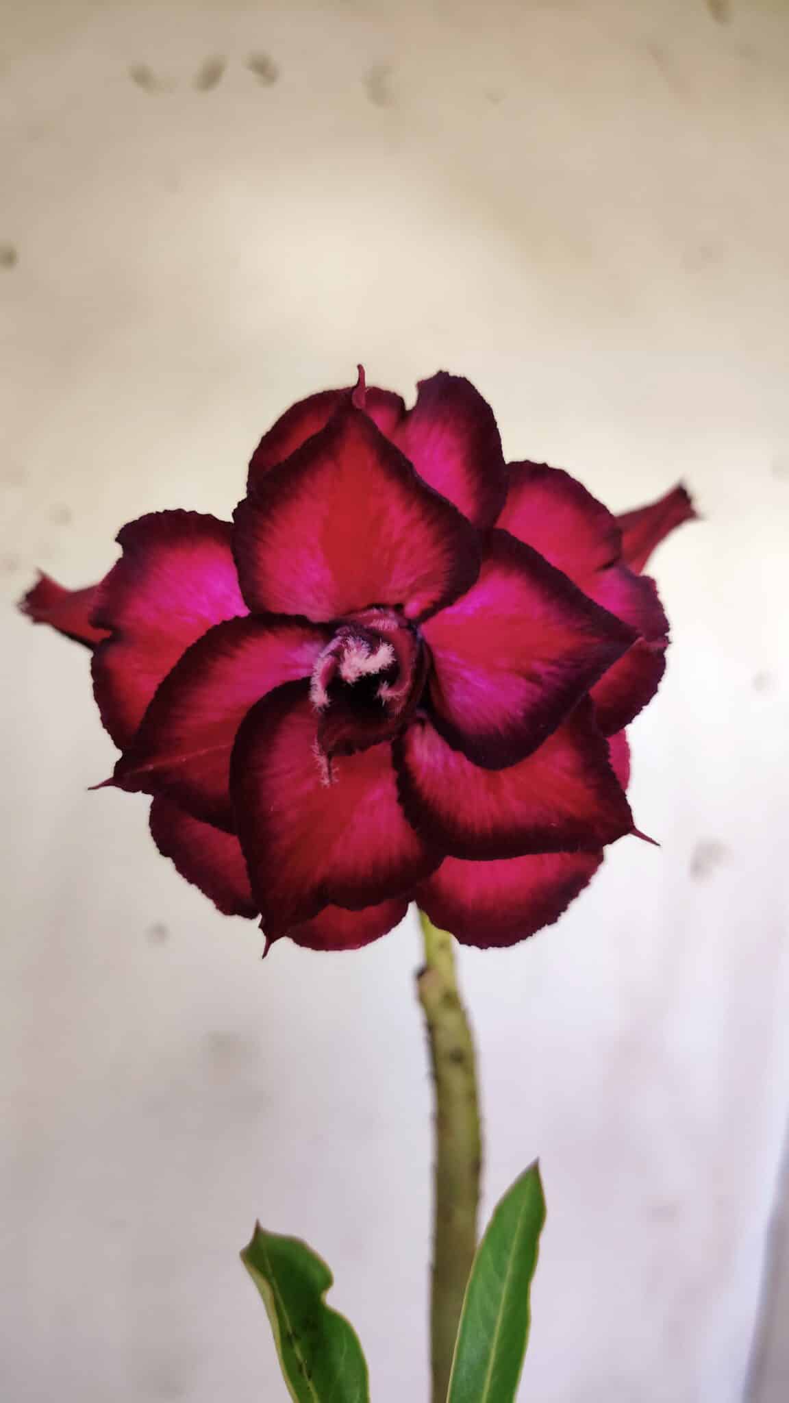 Planta Dobrada 2968 – 30cm – 02 anos