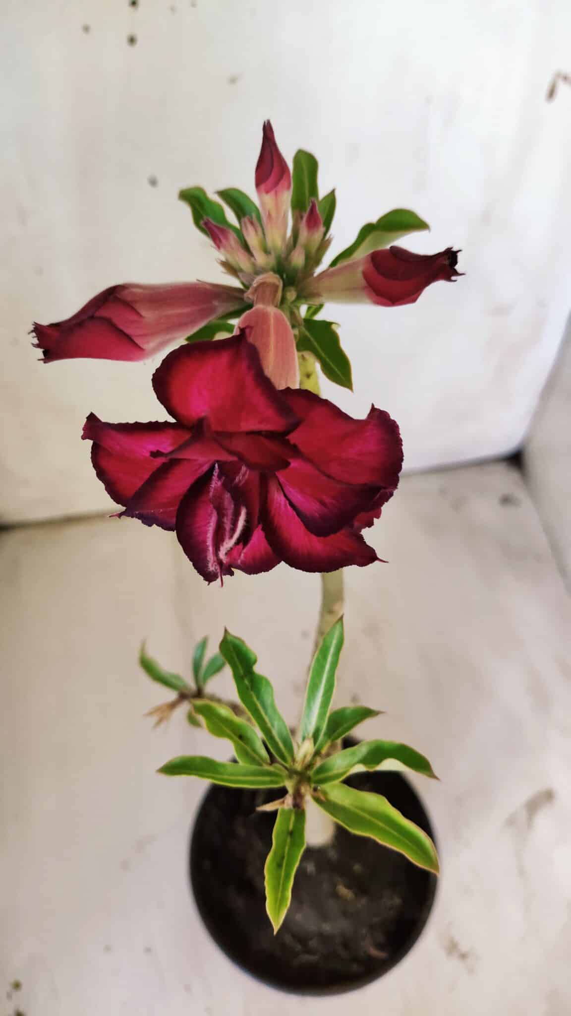 Planta Dobrada 2968 – 30cm – 02 anos