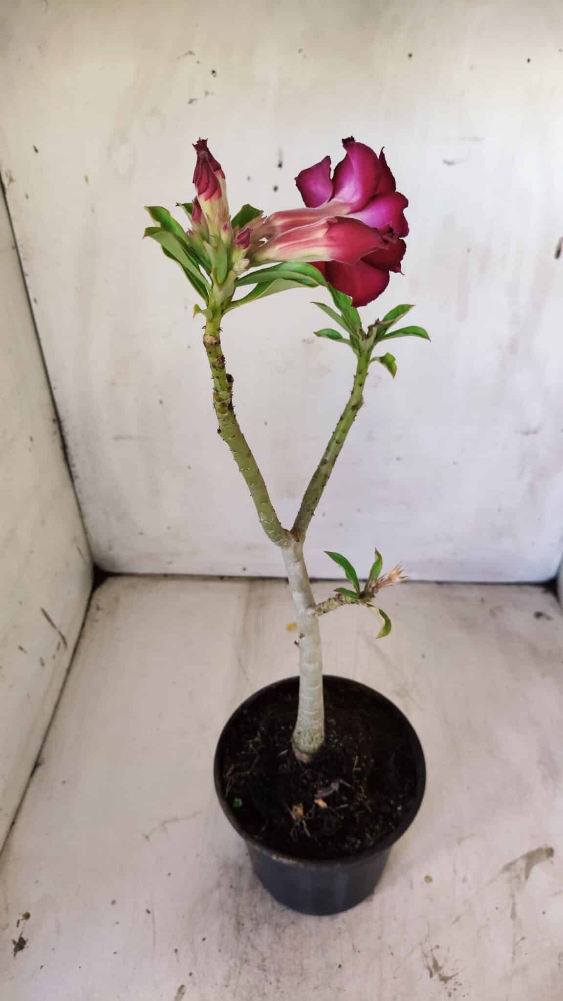 Planta Dobrada 2968 – 30cm – 02 anos