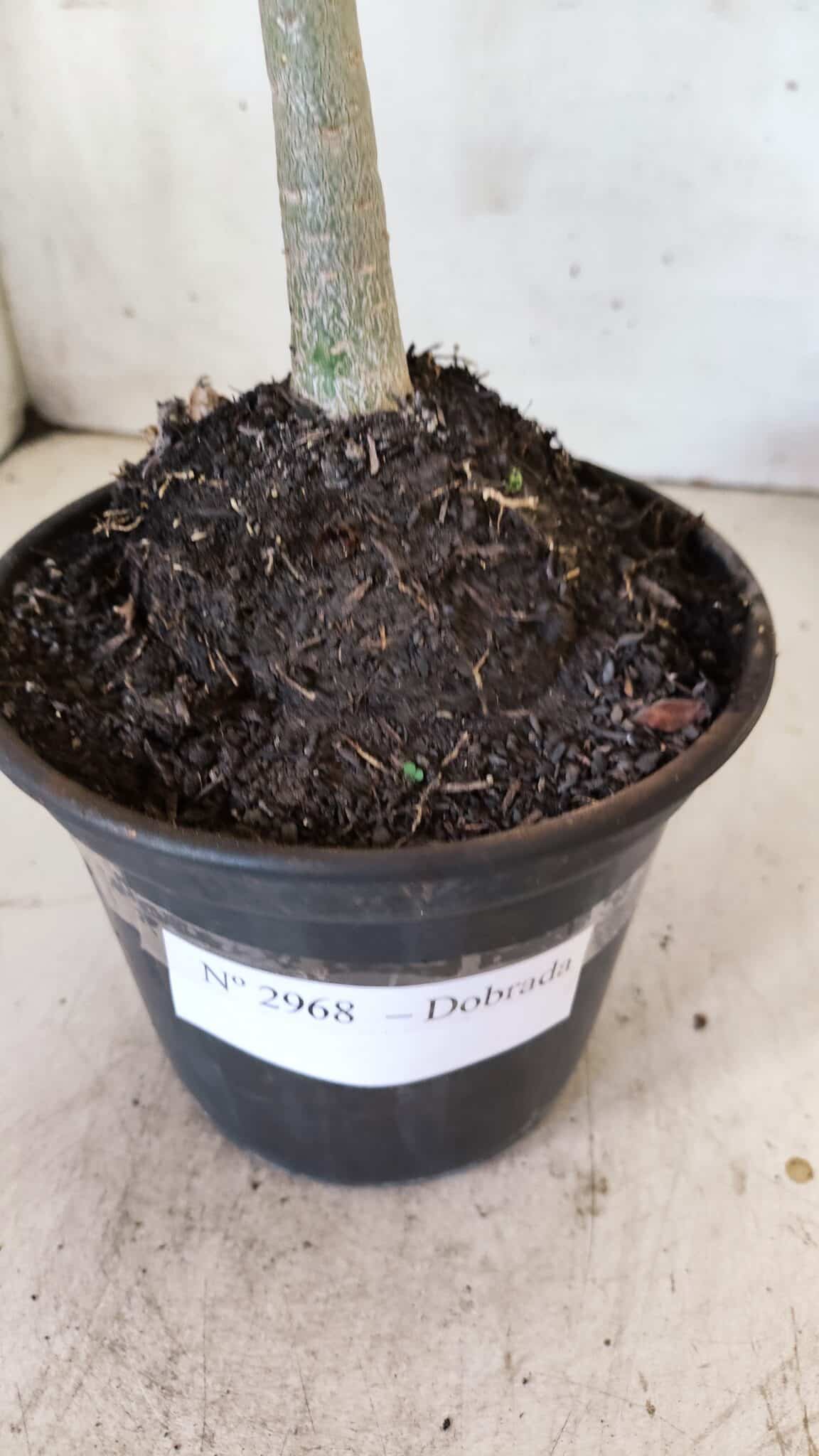 Planta Dobrada 2968 – 30cm – 02 anos