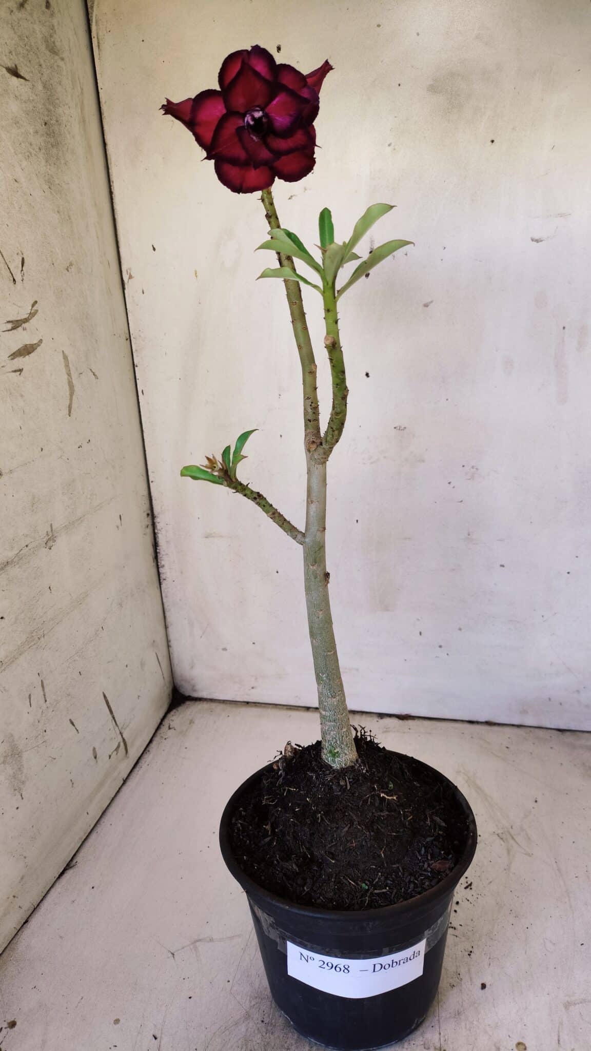 Planta Dobrada 2968 – 30cm – 02 anos