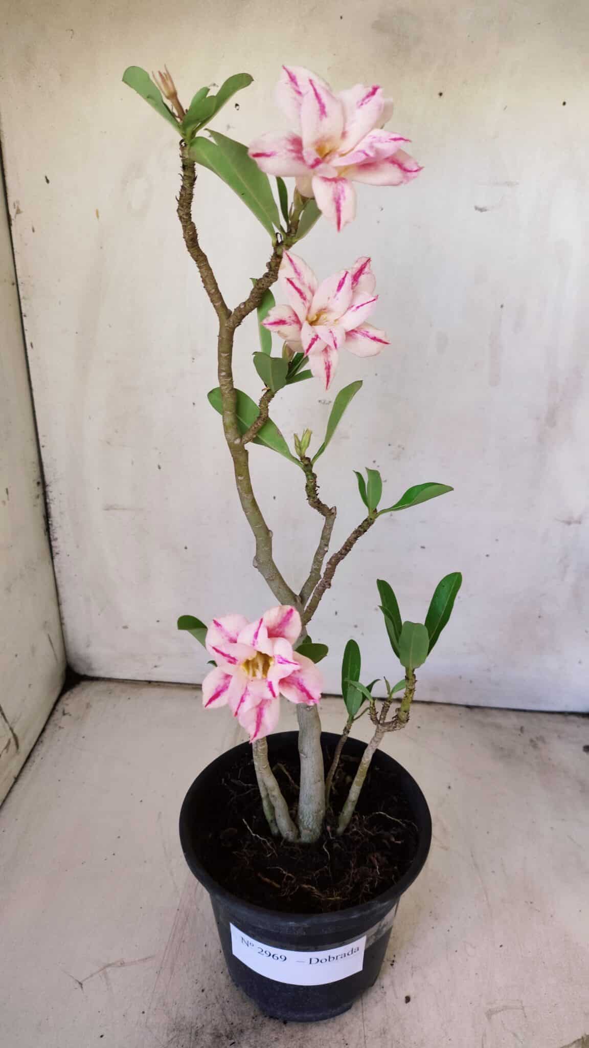 Planta Dobrada 2969 – 30cm – 02 anos