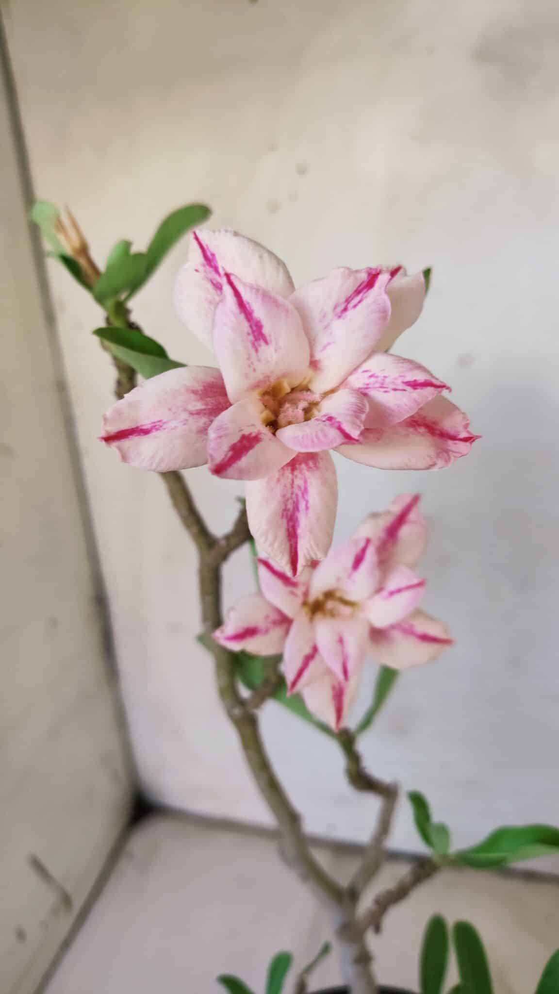 Planta Dobrada 2969 – 30cm – 02 anos