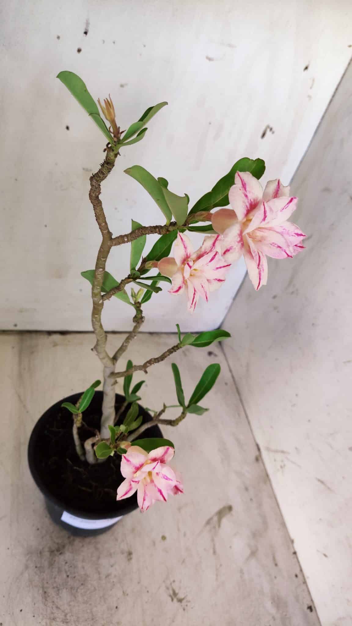 Planta Dobrada 2969 – 30cm – 02 anos