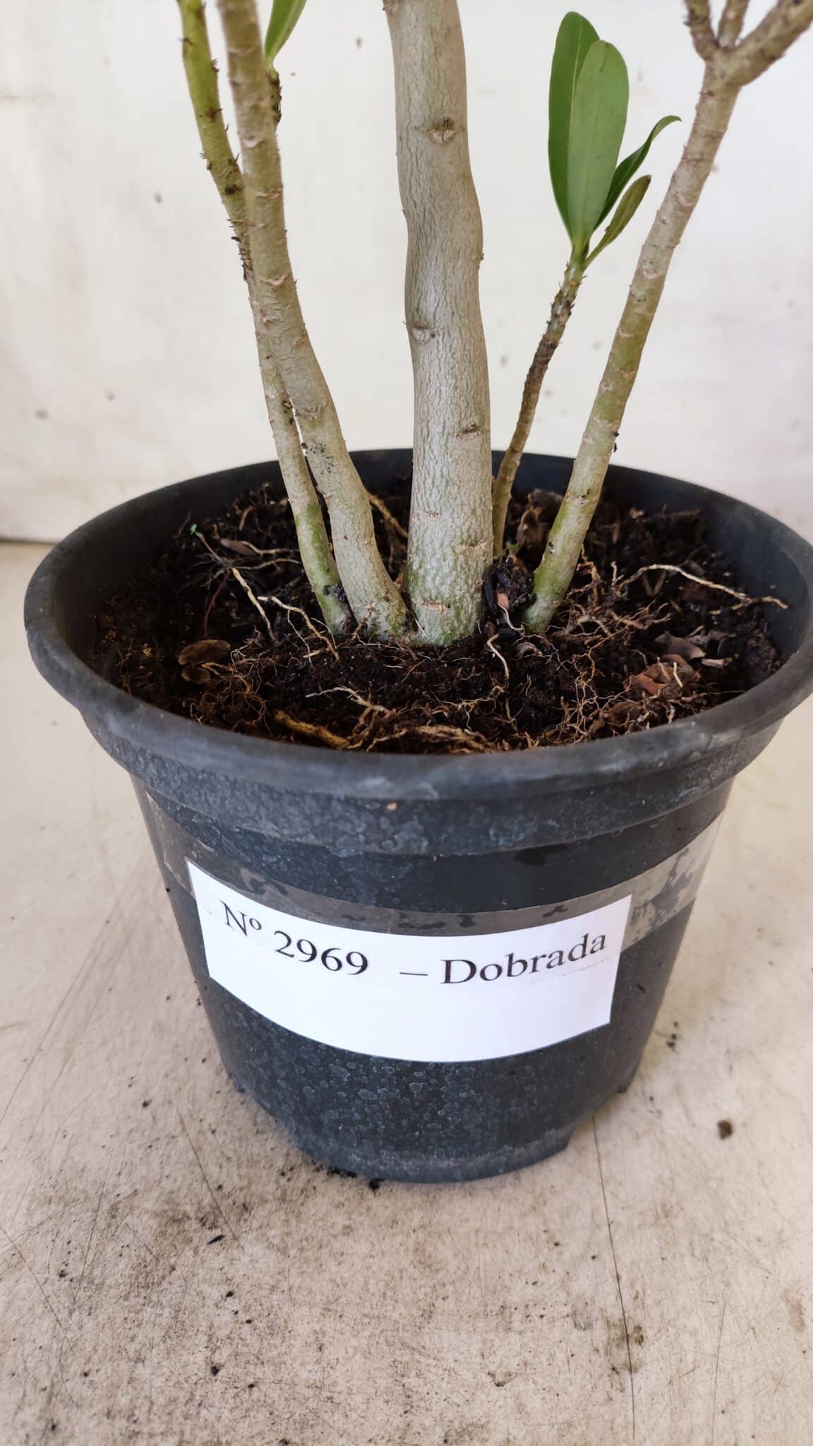 Planta Dobrada 2969 – 30cm – 02 anos