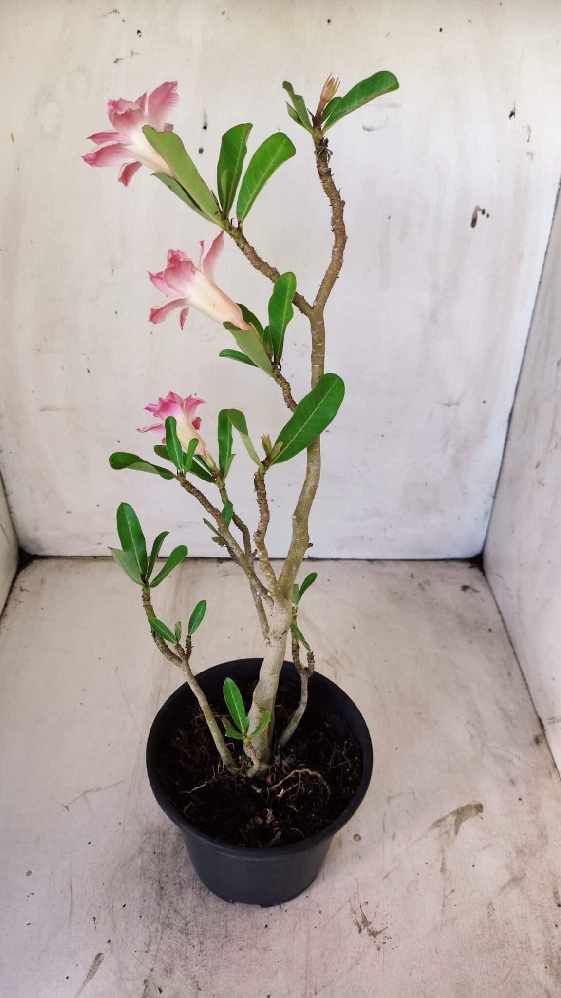 Planta Dobrada 2969 – 30cm – 02 anos