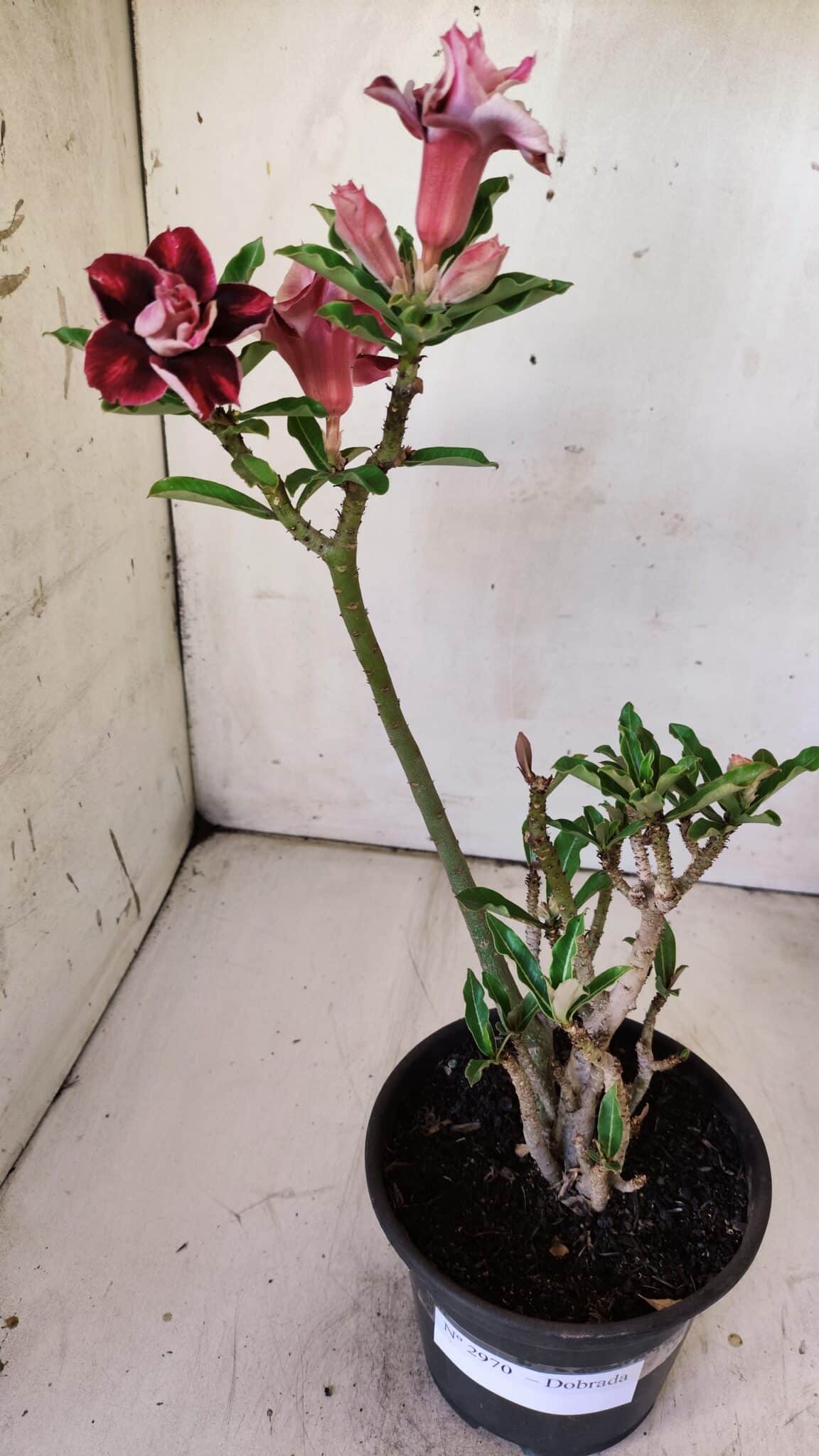Planta Dobrada 2970 – 30cm – 02 anos
