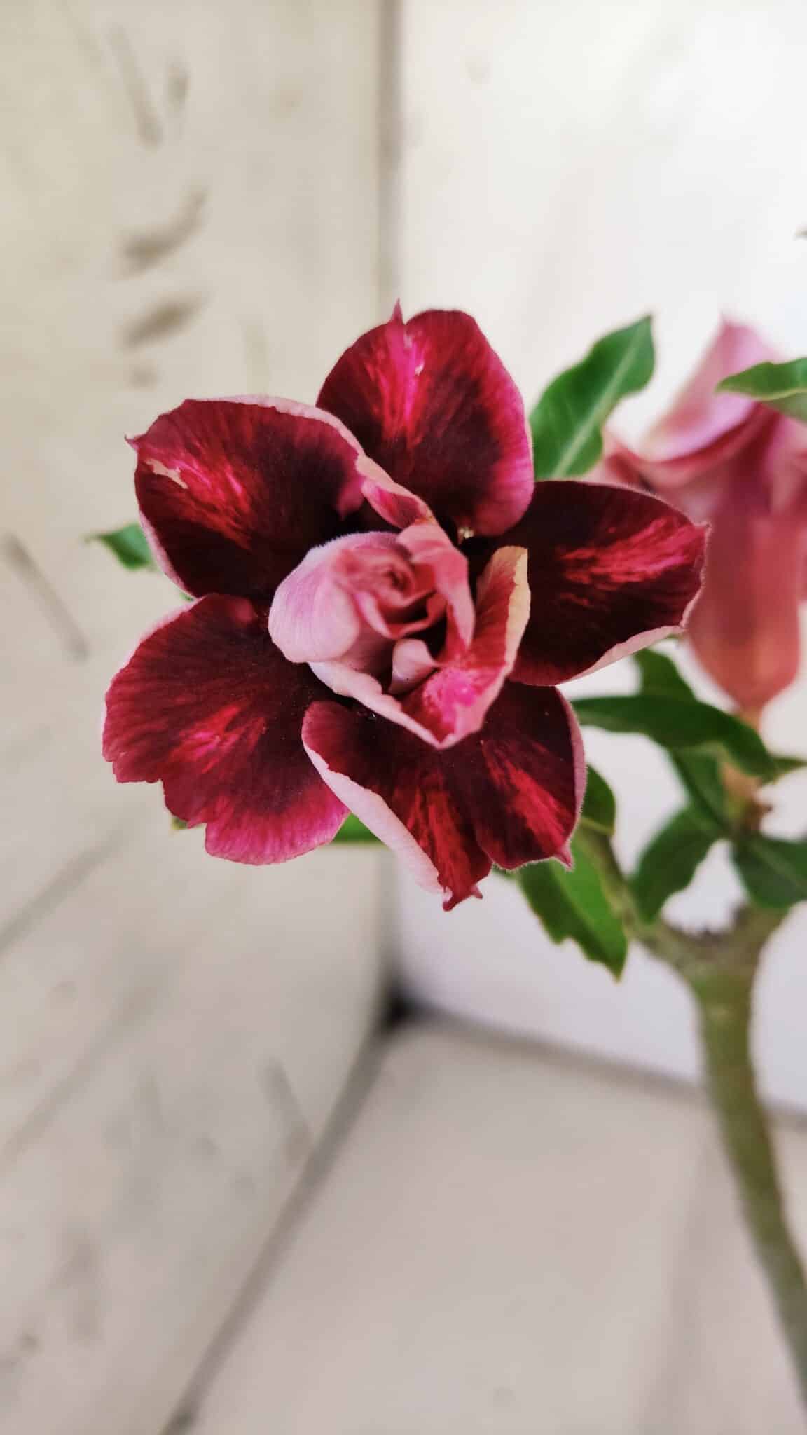 Planta Dobrada 2970 – 30cm – 02 anos