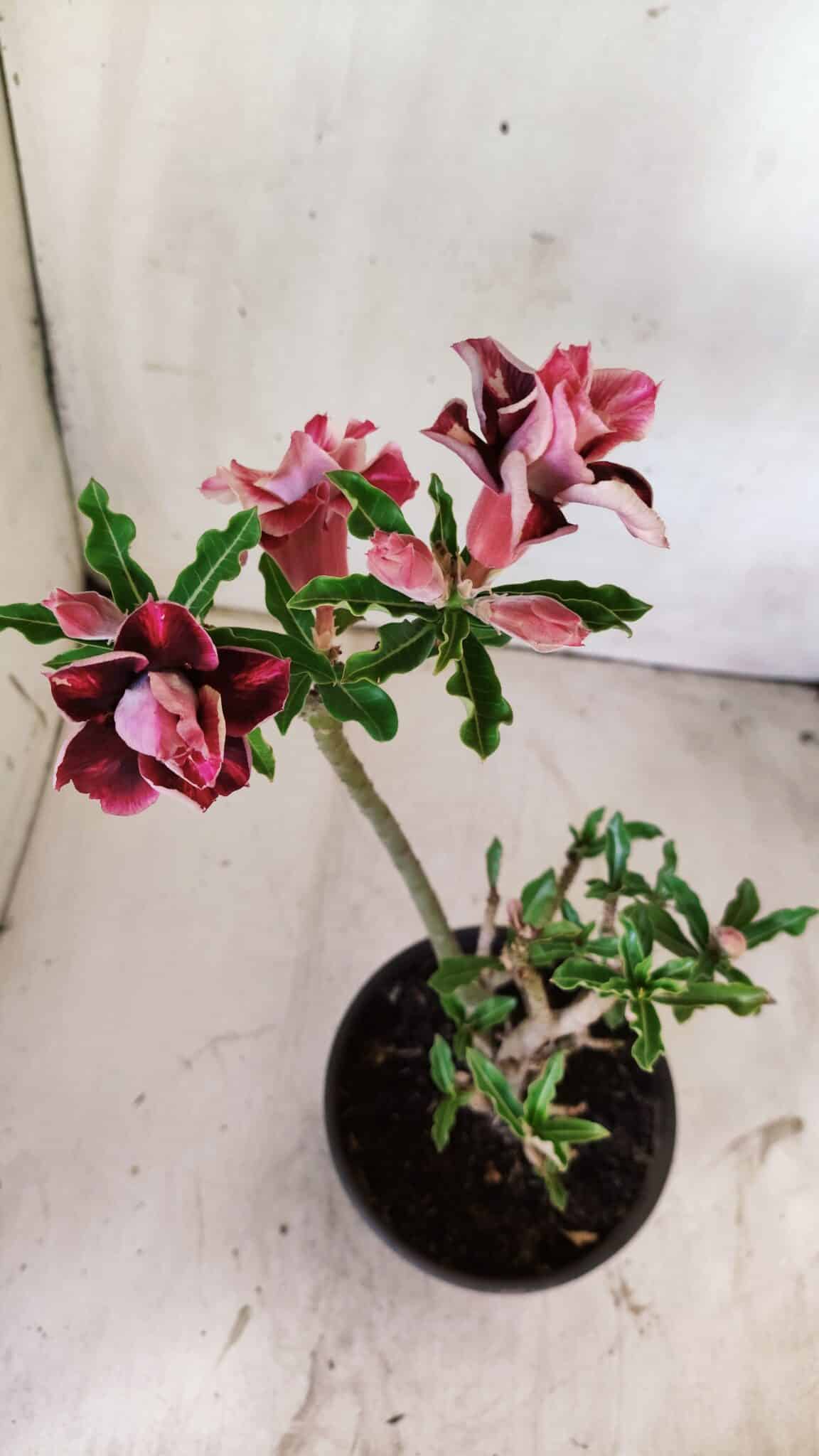 Planta Dobrada 2970 – 30cm – 02 anos