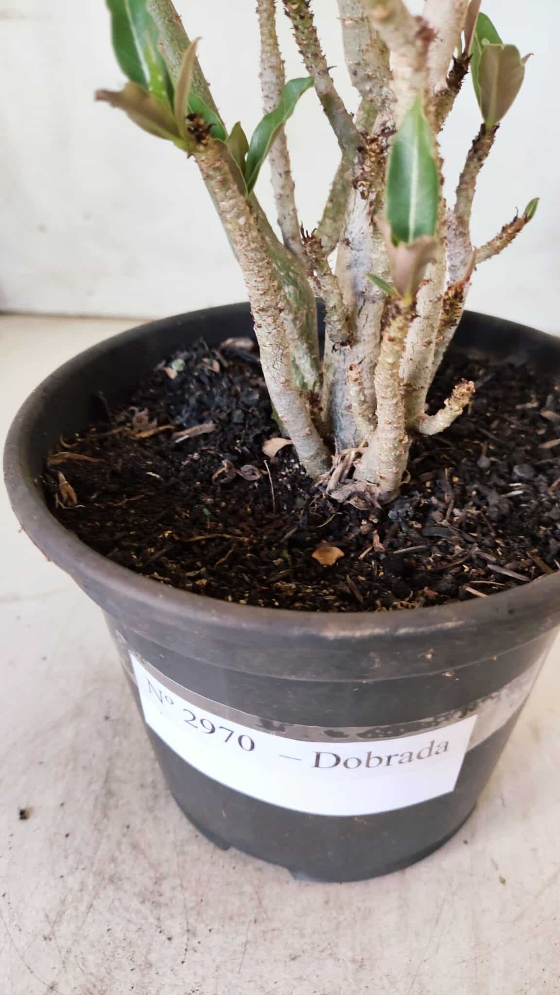 Planta Dobrada 2970 – 30cm – 02 anos