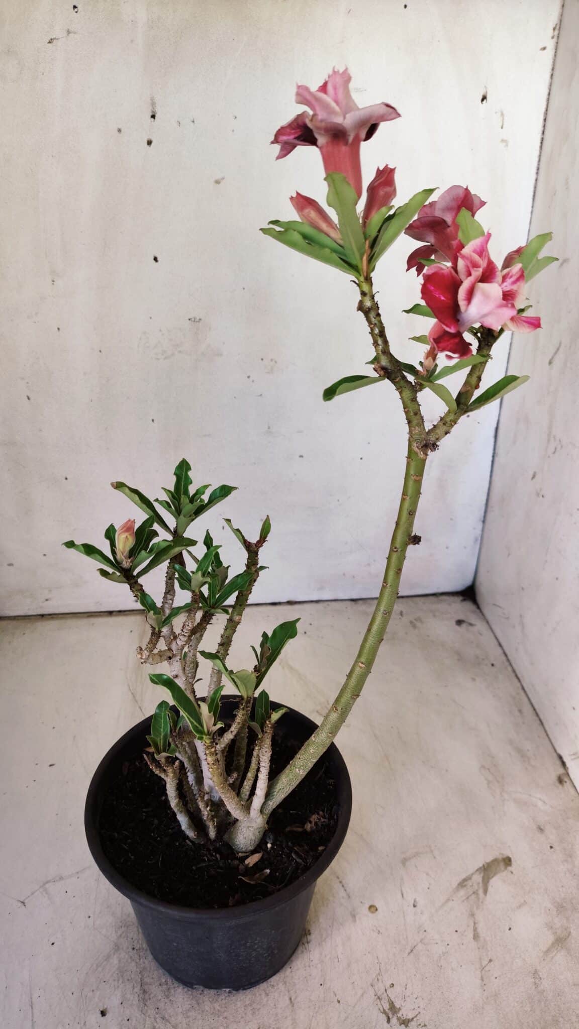 Planta Dobrada 2970 – 30cm – 02 anos