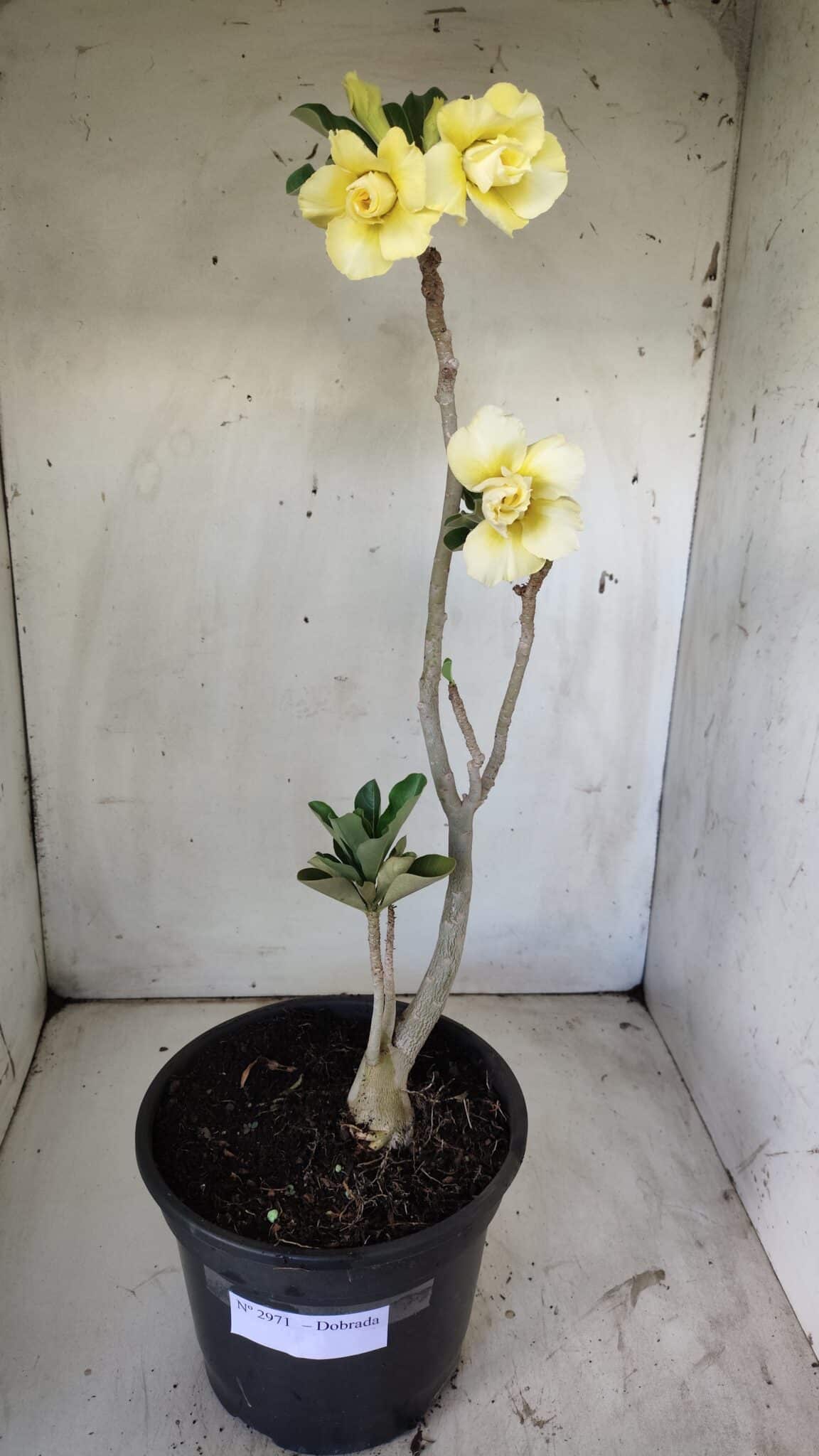 Planta Dobrada 2971 – 45cm – 03 anos