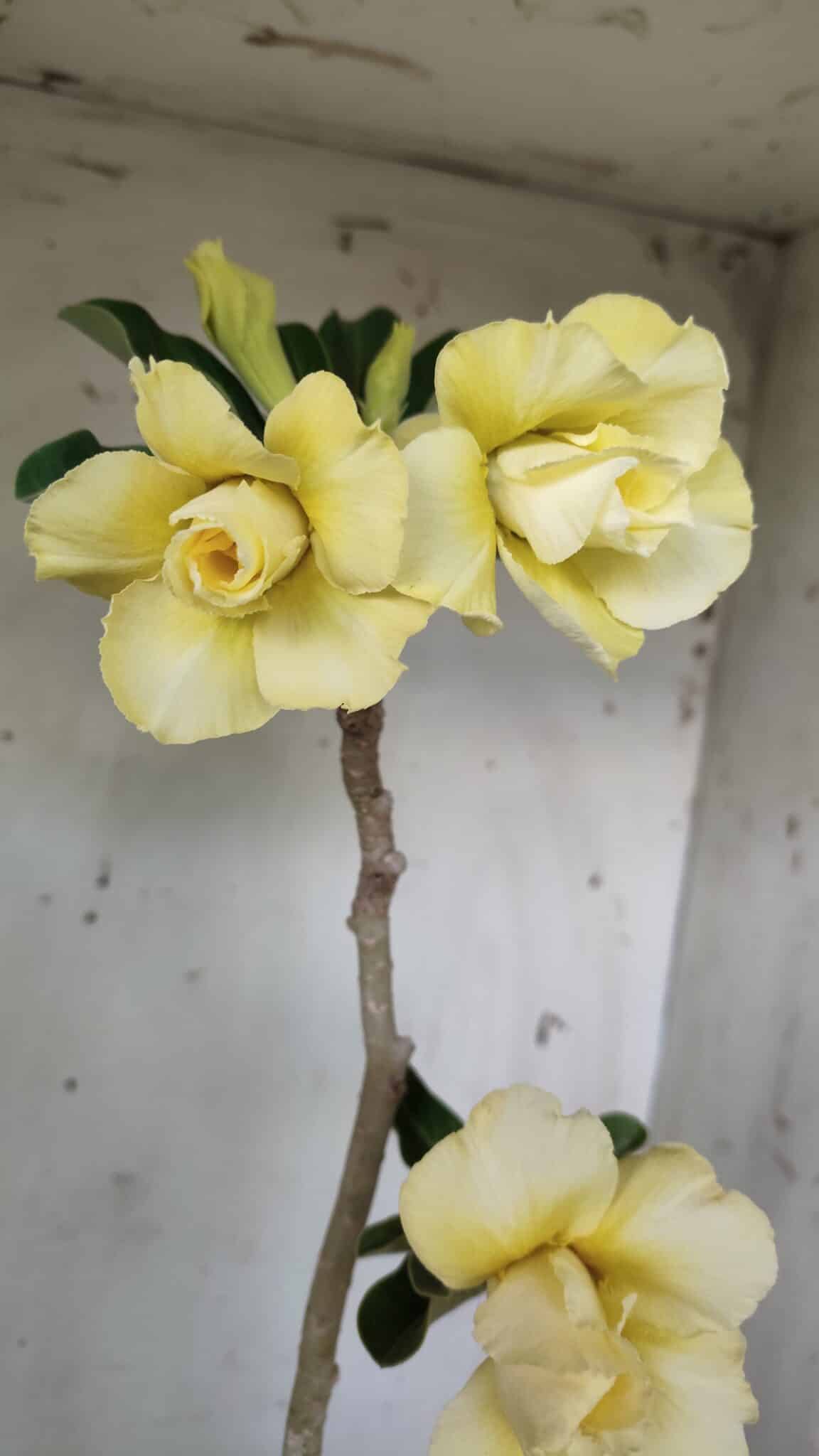 Planta Dobrada 2971 – 45cm – 03 anos
