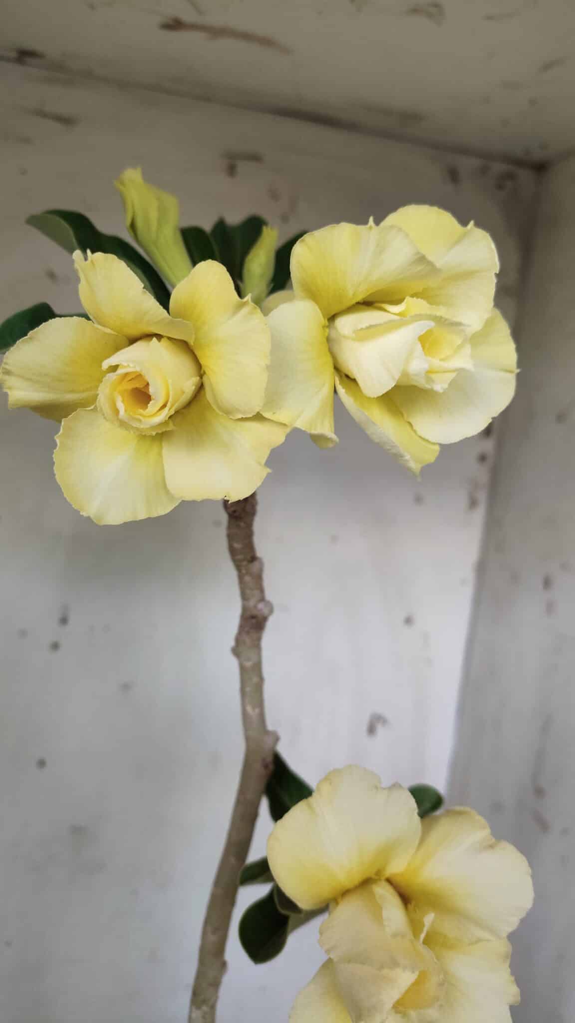 Planta Dobrada 2971 – 45cm – 03 anos